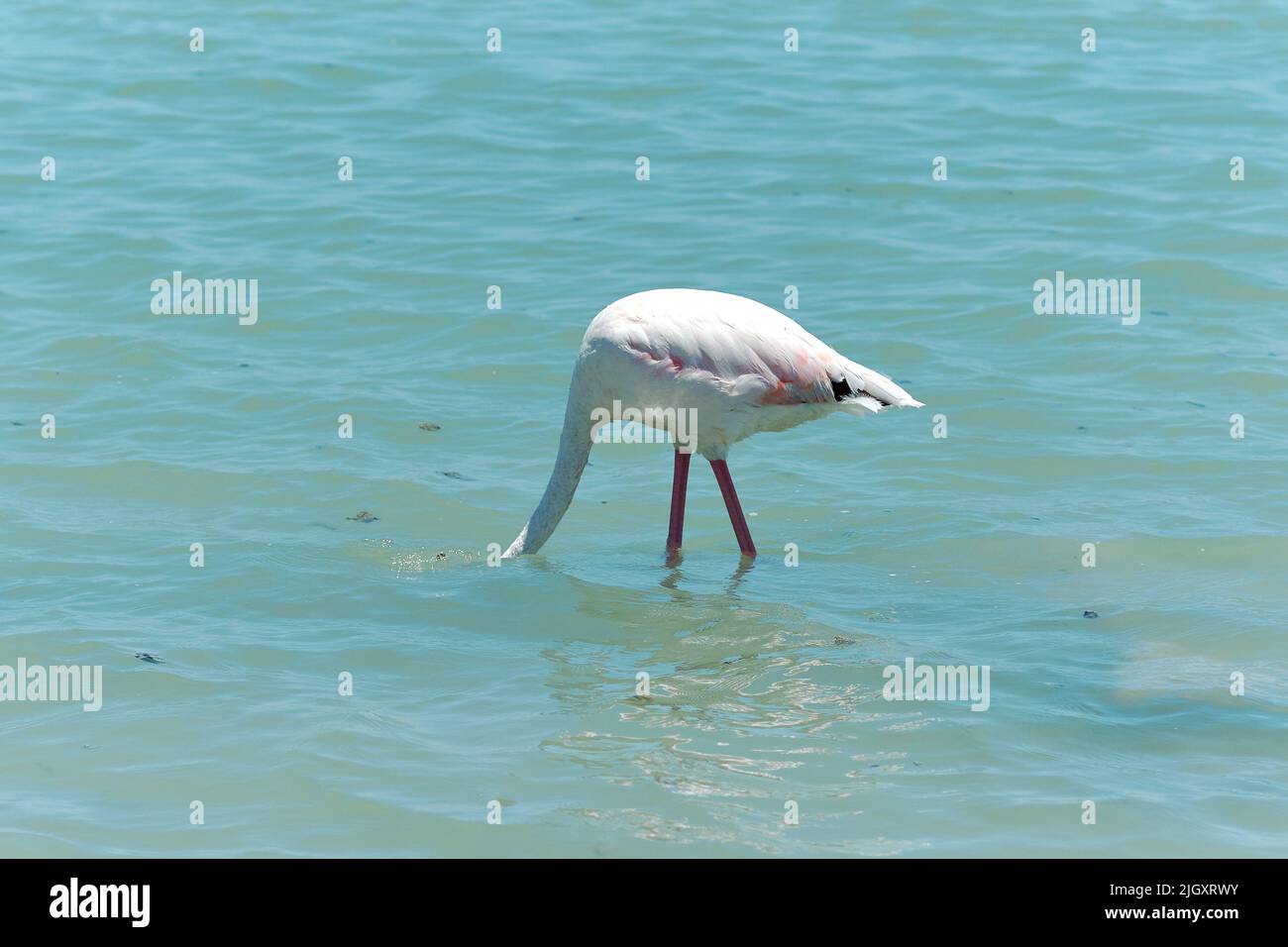 Wunderschöner Flamingo auf der blauen Lagune des Mittelmeers. Costa Blanca. San Pedro del Pinatar. Spanien Stockfoto