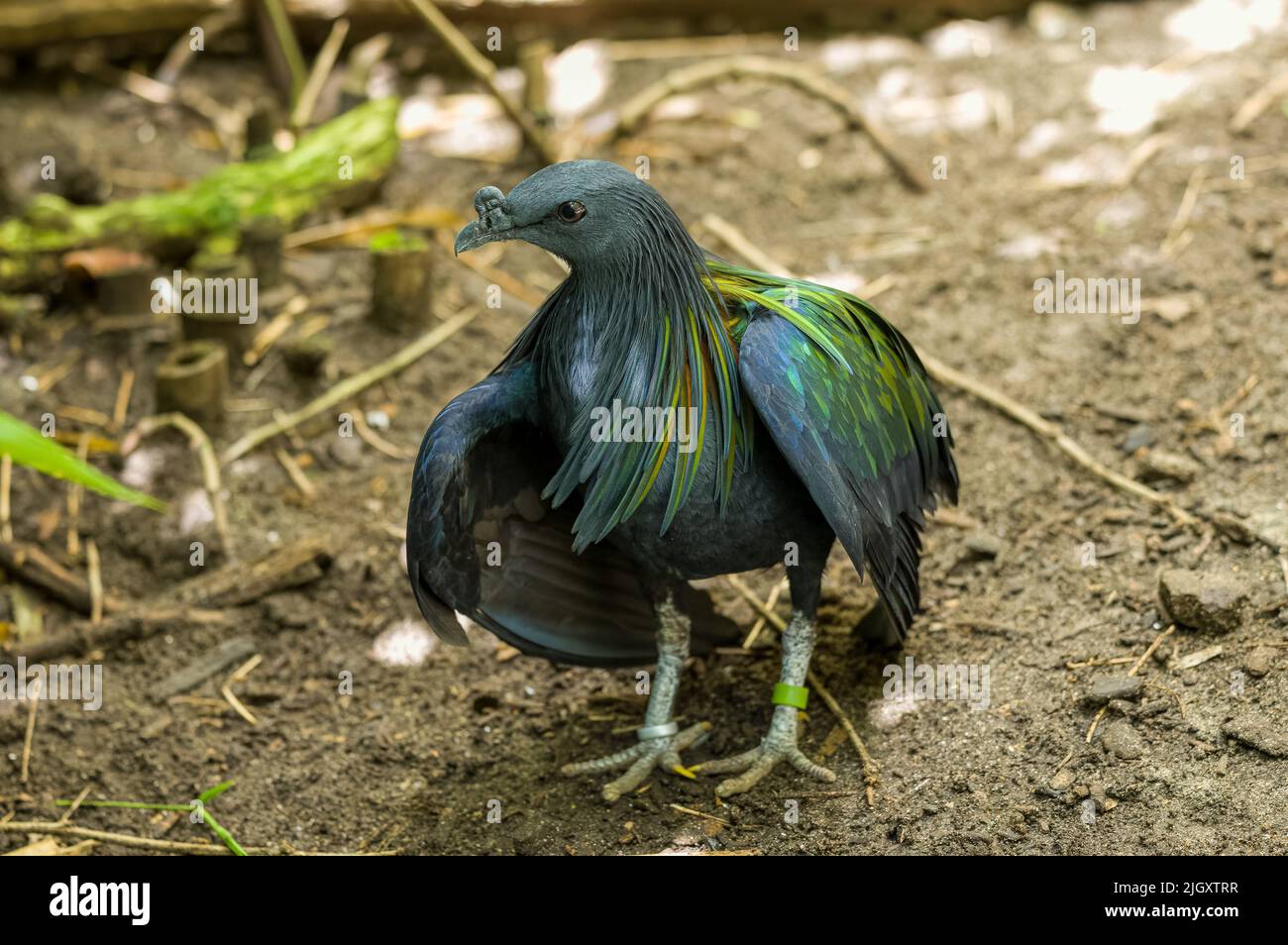Nahaufnahme einer Nicobar-Taube Caloenas nicobarica. Sie ist in den kleinen Inseln und Küstenregionen der Andaman- und Nikobaren-Inseln, Indien, beheimatet. Stockfoto