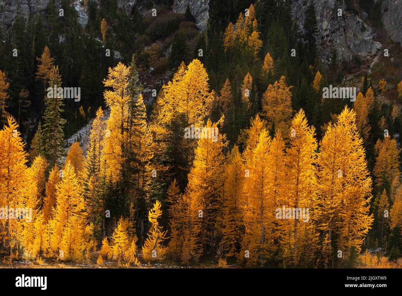 WA21730-00...WASHINGTON - Lärchen in leuchtenden Herbstfarben in der Glacier Peak Wilderness. Stockfoto