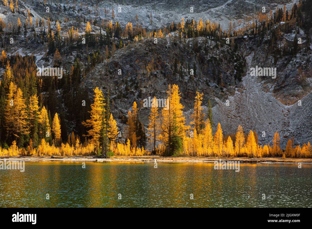 WA21735-00...WASHINGTON - Herbstfarbene alpine Lärchen, die sich im gekräuselten Wasser des Lärchensees im Glacier Peak Wilderness Area spiegeln. Stockfoto