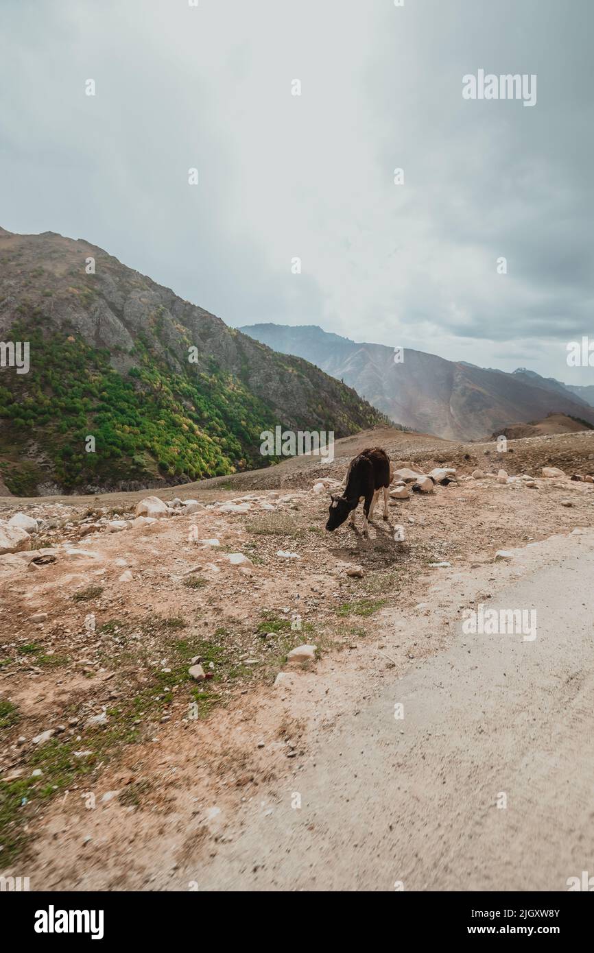 An einem sonnigen, bewölkten Sommertag in Pakistan isst die Kuh am Rande einer unbefestigten Bergstraße im Astore Valley Stockfoto