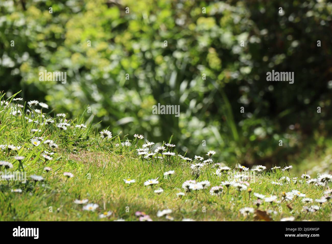 Nahaufnahme von Gänseblümchen, die auf einem grasbewachsenen Ufer wachsen. Die Bäume im Hintergrund sind verschwommen Stockfoto