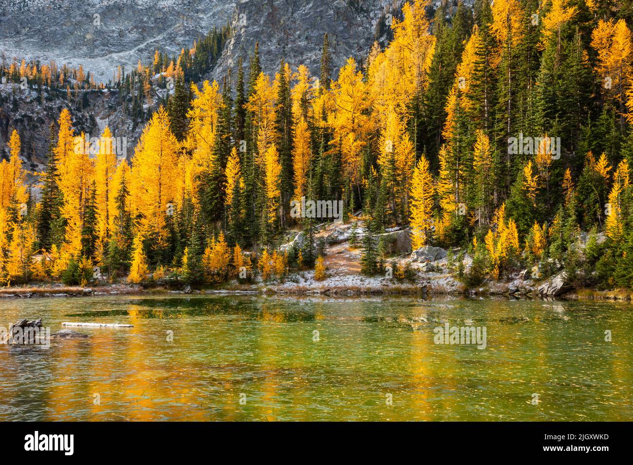 WA21772-00...WASHINGTON - Herbstfarbene alpine Lärchen, die sich auf dem Eis spiegeln, das einen kleinen Teich im Entiat-Gebirge-Abschnitt des Glacier Peak bedeckt Stockfoto