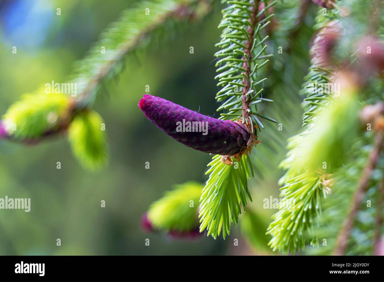 Tannenzapfen, die in der Nähe auf dem Ast mit den Nadeln wachsen. Die neuen Früchte des Nadelbaums. Stockfoto