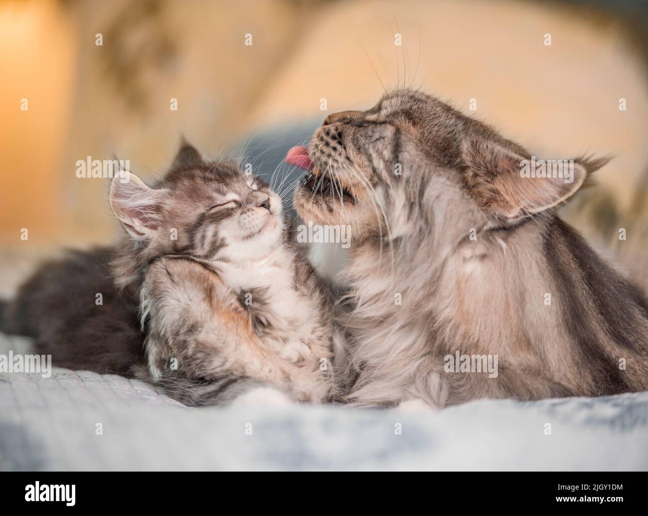 Männliche Erwachsene Maine Coon Katze leckt das Gesicht des Kätzchens Stockfoto