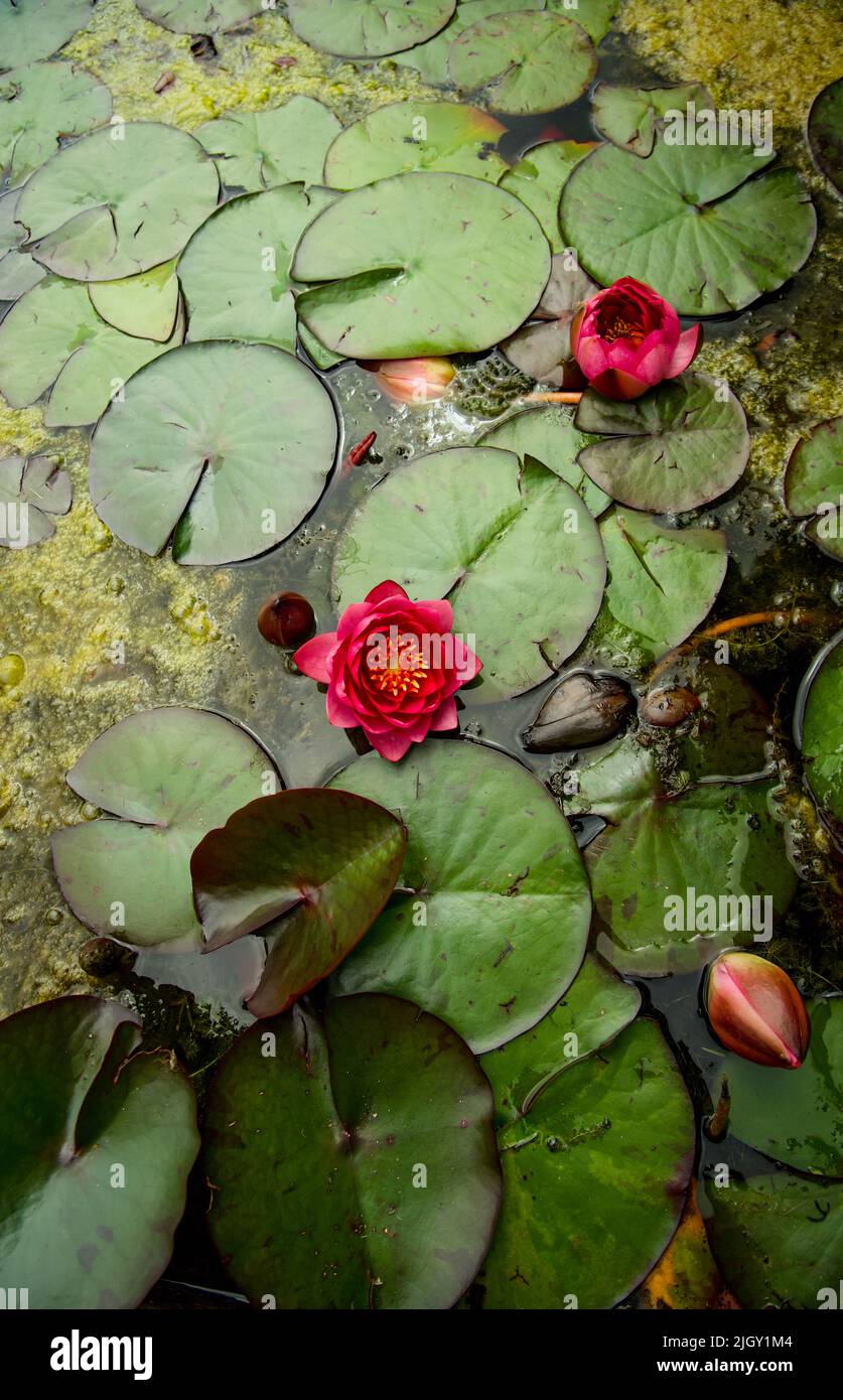 Lily Pads und Blumen auf stilles Teich Stockfoto