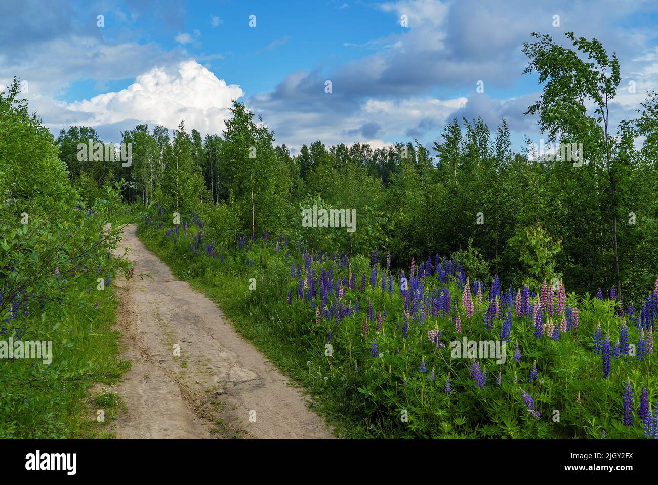 Lila und lila Lupinenblüten entlang des Pfades im Wald Stockfoto