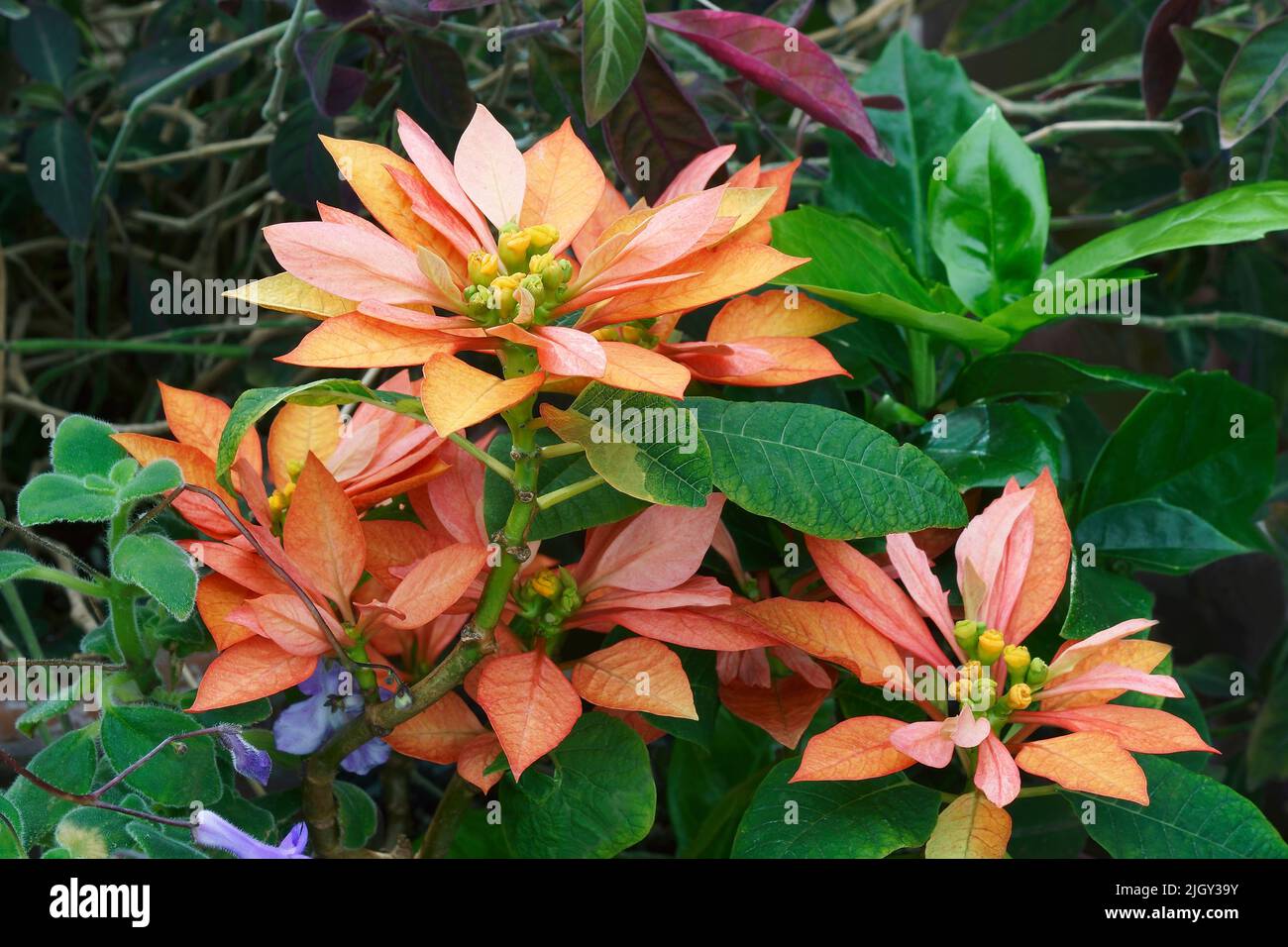 Poinsettia (Eforbia pulcherrima). Genannt Bird-of-Paradise Blume, Weihnachtsblume, Flammenblatt Blume und Hummer Blume auch Stockfoto