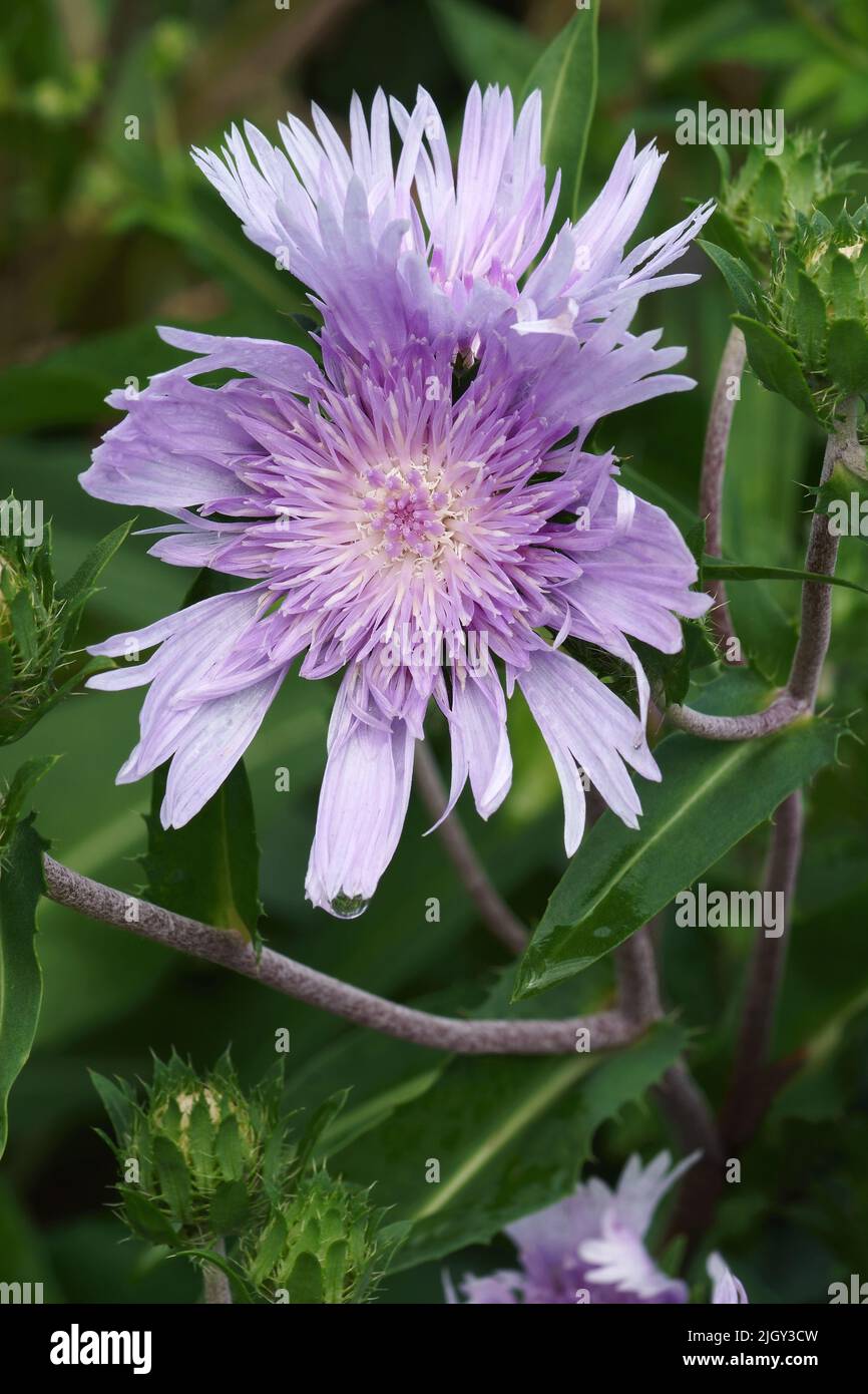 Stockesia (Stokesia laevis). Auch Stokes Aster genannt. Stockfoto