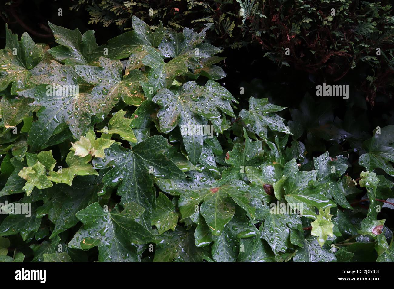 ivy verlässt nach Regen. Am Bodensee. Wassertropfen bleiben noch auf der Oberfläche der Blätter. Stockfoto