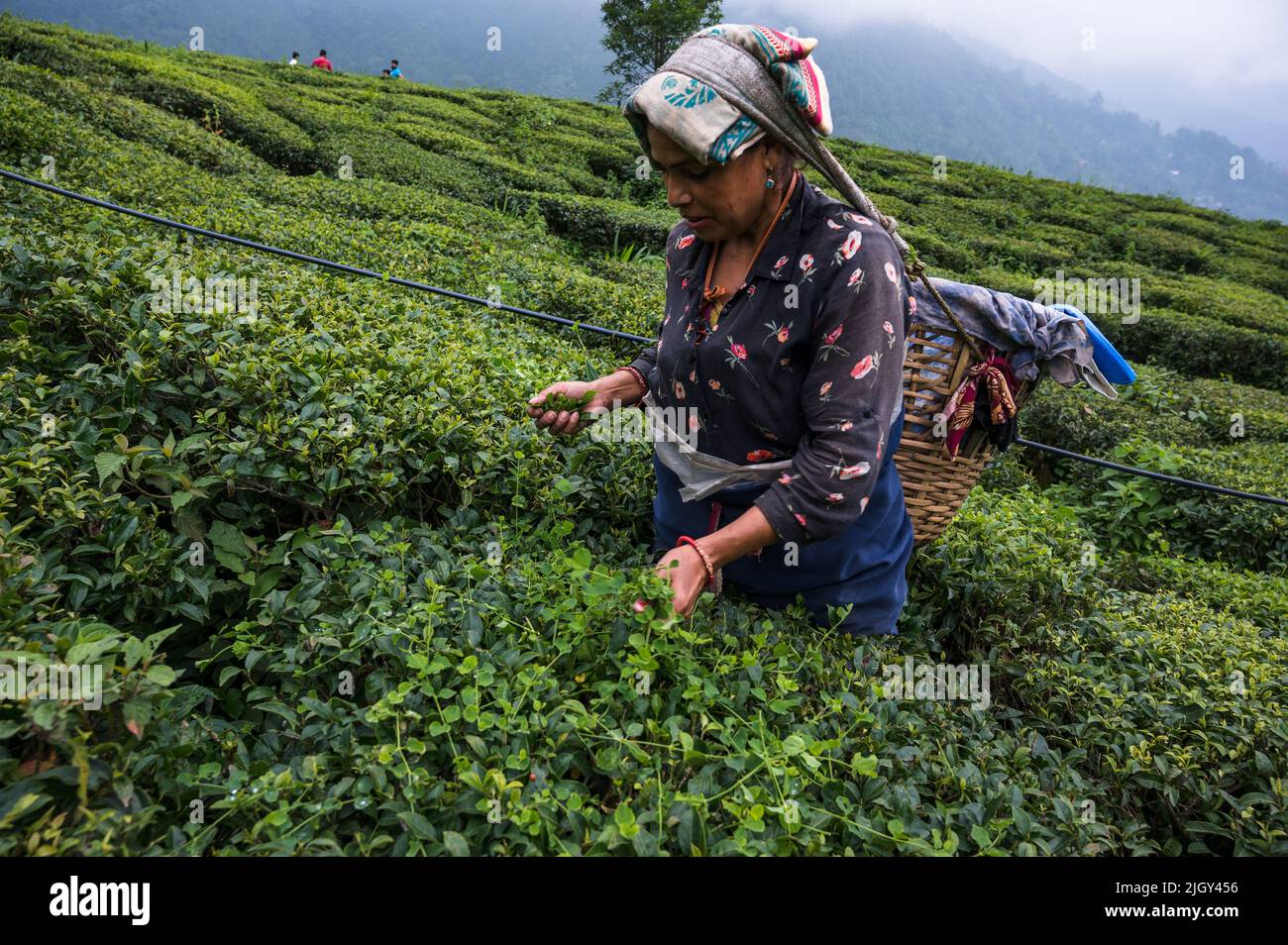 Teearbeiterinnen, die während des bewölkten Monsuns im Teegarten der britischen Ära Teegarten pflücken, erstreckt sich der Orange Valley Tea Garden über eine Fläche von 347,26 Hektar (858,1 Acres) in einer Höhe von 3.500 bis 6.000 Fuß (1.100 bis 1.800 m) über dem mittleren Meeresspiegel. Ist ein Bio-Garten, der hauptsächlich schwarzen Tee in Darjeeling, Westbengalen, produziert. Indien ist nach China das zweitgrößte Teehersteller-Land der Welt. Die Arbeitslöhne der armen weiblichen Teearbeiterinnen sind sehr niedrig, und die meisten von ihnen kommen aus dem Nachbarland Nepal auf der Suche nach Arbeit. Indien. Stockfoto