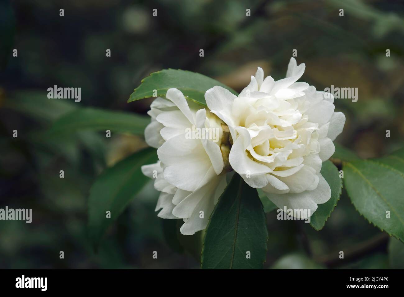 Schneegestöber-Kamelie (Kamelie „Schneegestöber“). Auch bekannt als Camellia sasanqua „Snow Flurry“ Stockfoto