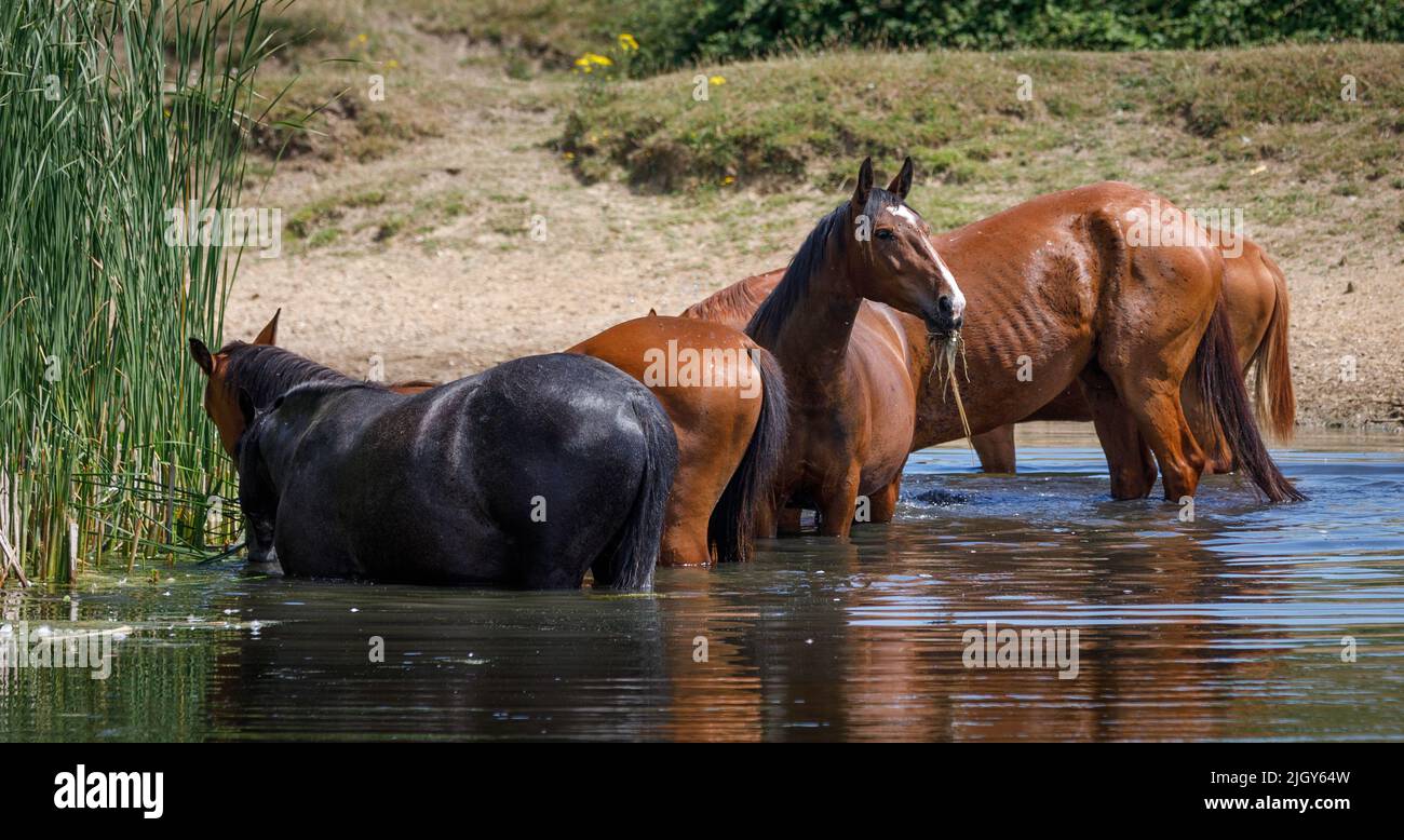 Pferde im Wasser. Eine Horde in einem Teich mit frischem Wasser, grasen auf Binsen und kühlen sich an einem heißen Sommertag in England am 2022. Juli ab Stockfoto