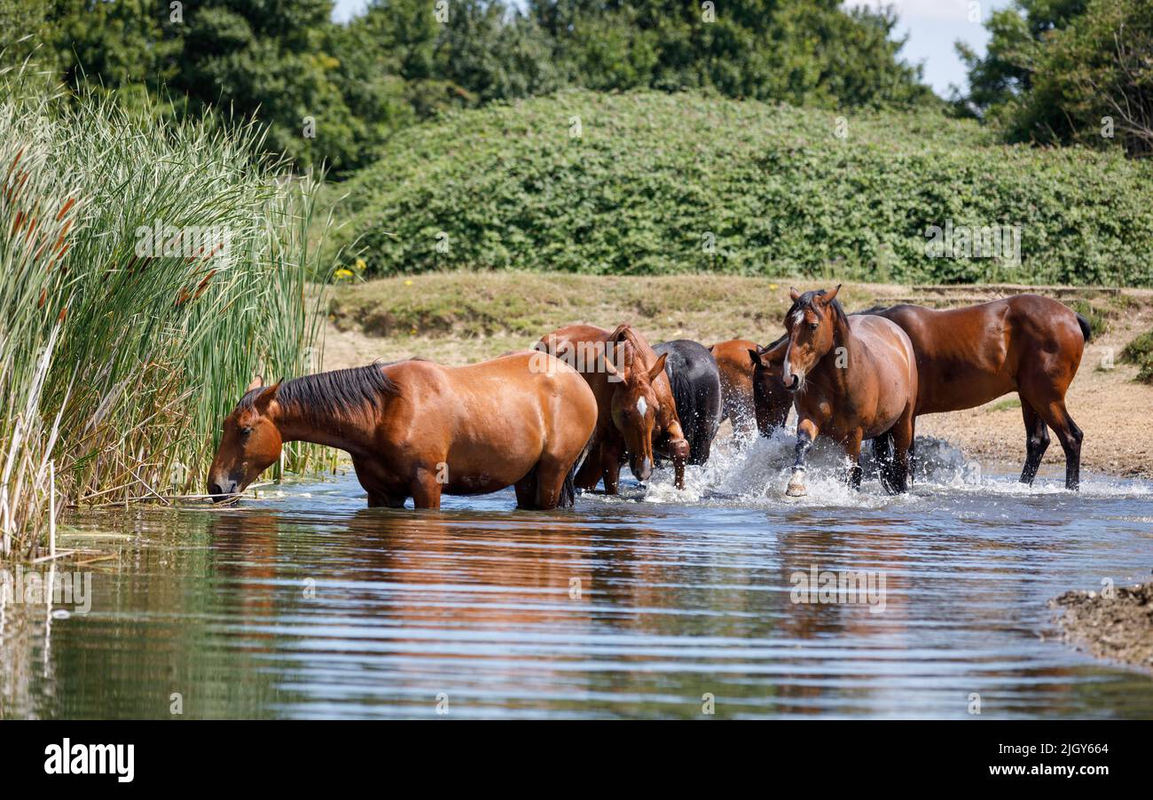 Pferde im Wasser. Eine Herde von Lorbeerpferden in einem Teich mit frischem Wasser, grasen auf Binsen und planschen, spielen und abkühlen an einem heißen Sommertag Stockfoto