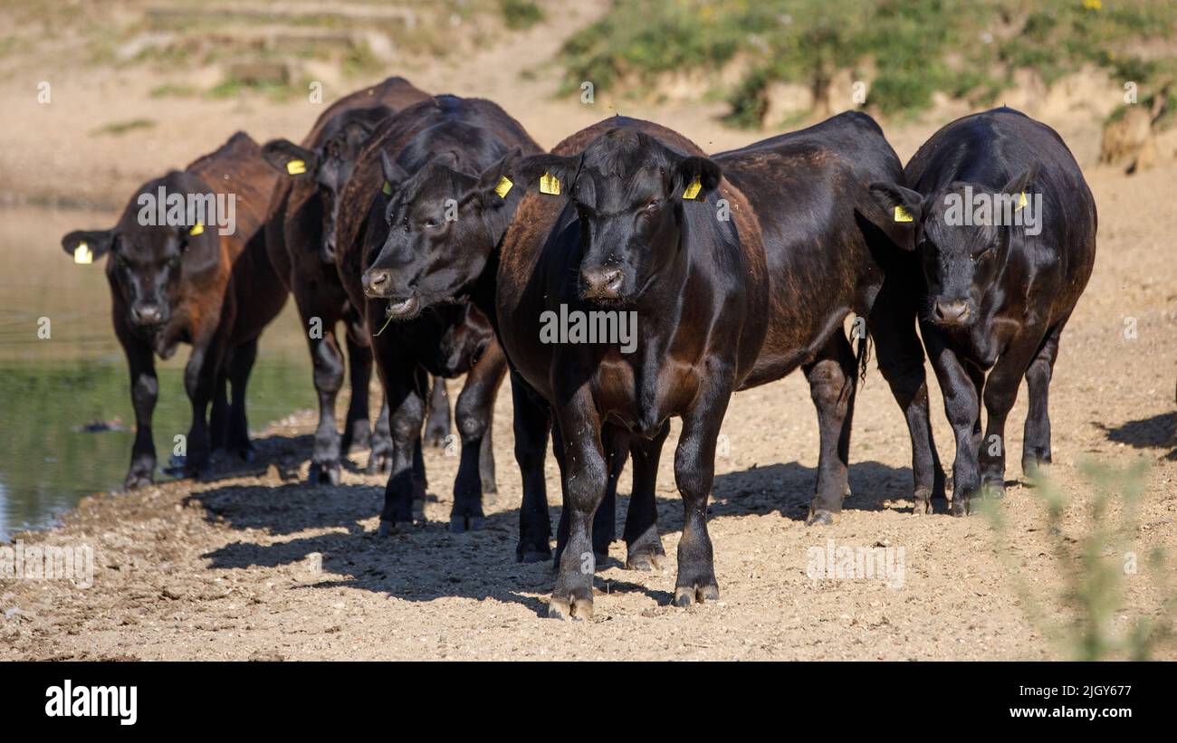 Eine Herde Bullen gruppieren sich und starren dem Betrachter entgegen, Kamera. Bullen, Kühe, Rinder, Nahaufnahme, Kopf an, Neugierig, schauend. Stockfoto