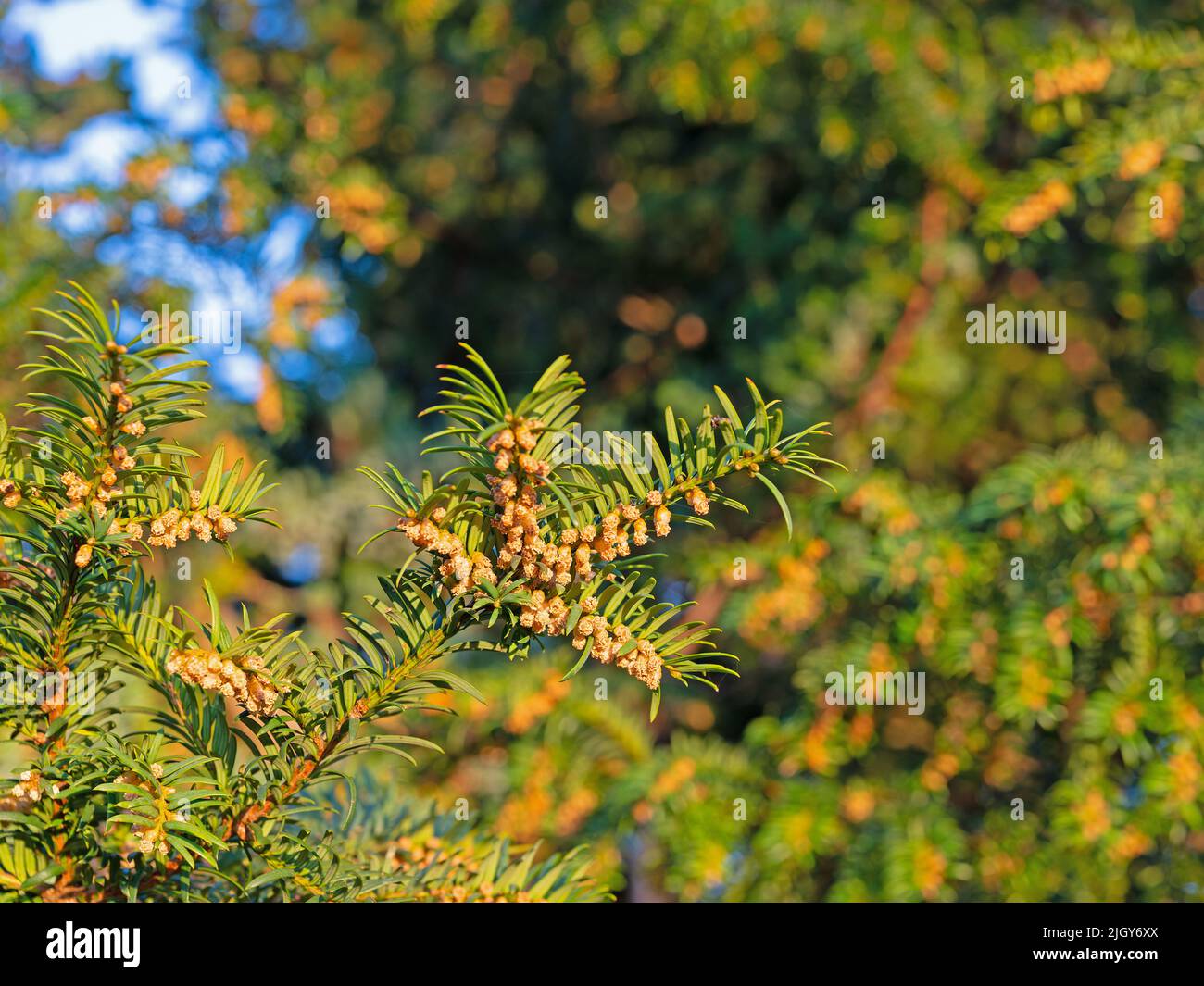 Weibliche Blten der Eibe, Taxus Stockfotografie - Alamy