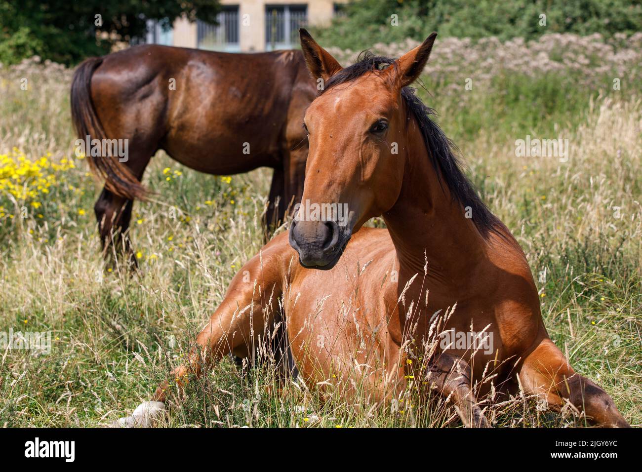 Ein Pferd, das auf einem grünen Feld sitzt, blickt auf die Kamera. Hochformat, Nahaufnahme Stockfoto