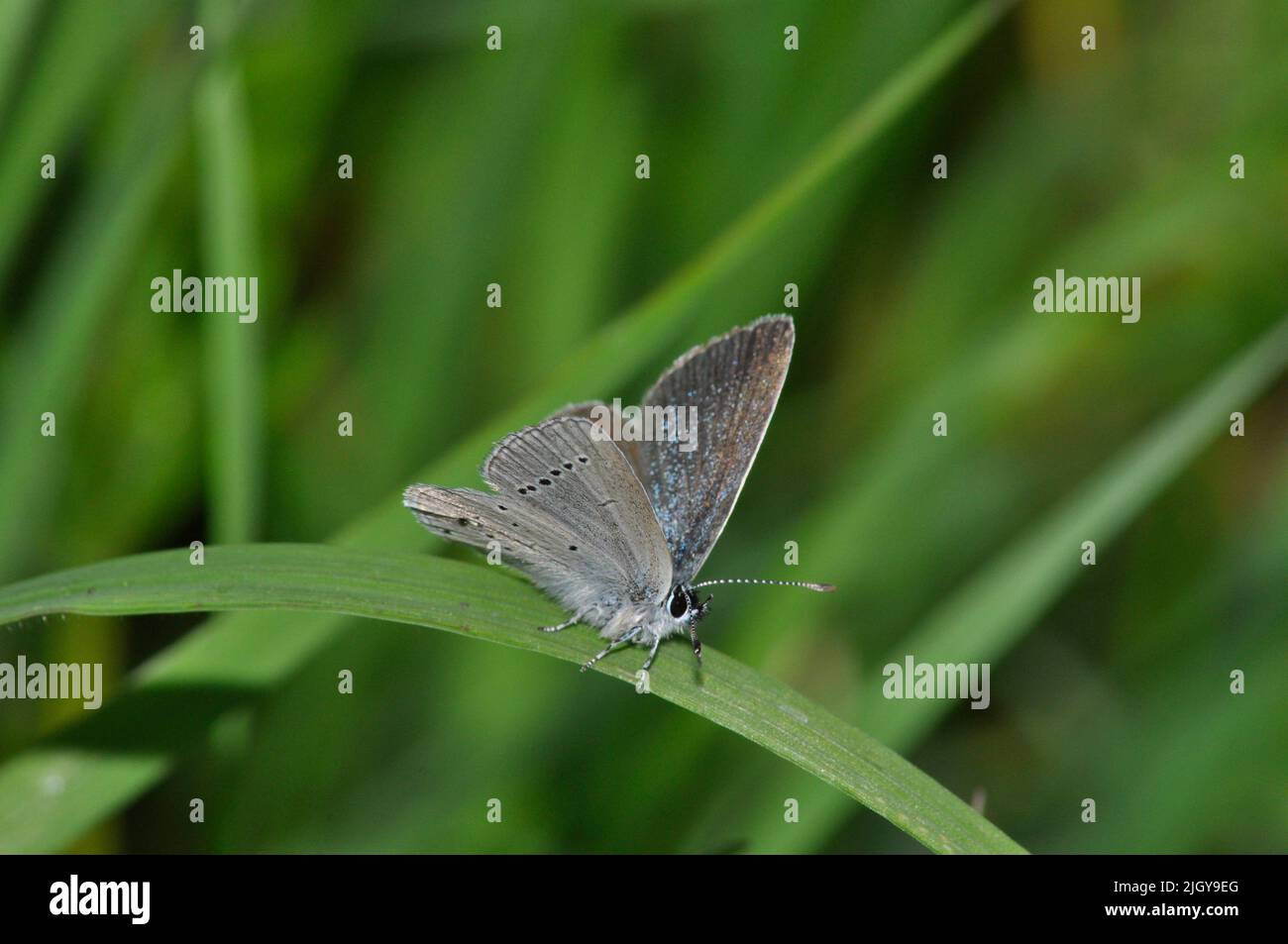 Kleiner blauer Schmetterling, „Cupidus minimus“, Grasland auf Kreide oder Kalkstein, Martin Down, Hampshire, England Stockfoto