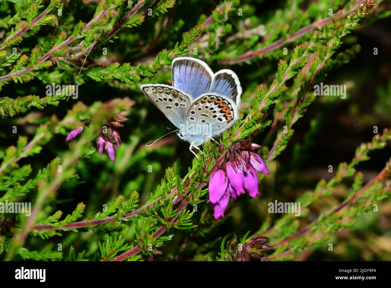 Silberbesetzte blaue Buttterflies, 'Plebeius argus'. Männlich, auf Bell Heather'Erica cinerea' auf Tiefland-Heide, im New Forest. Hampshire. VEREINIGTES KÖNIGREICH. Stockfoto