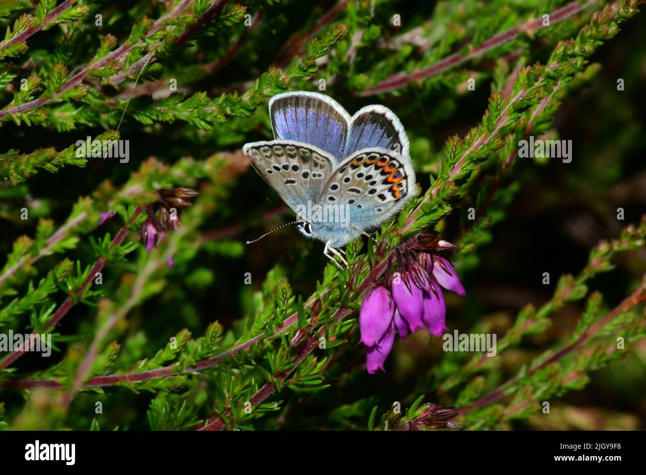 Silberbesetzte blaue Buttterflies, 'Plebeius argus'. Männlich, auf Bell Heather'Erica cinerea' auf Tiefland-Heide, im New Forest. Hampshire. VEREINIGTES KÖNIGREICH. Stockfoto
