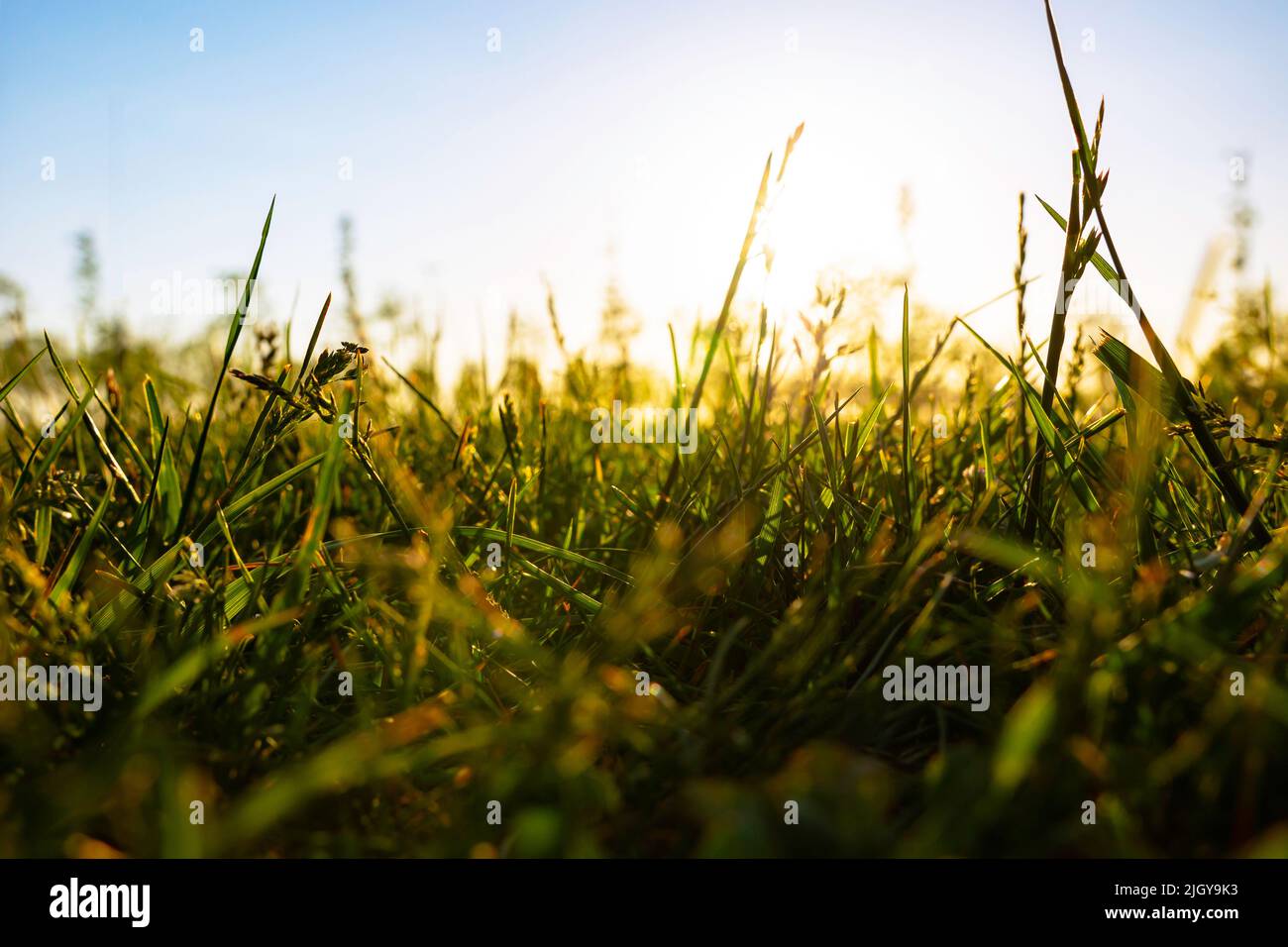 Blick auf Gräser oder Feldfrüchte vom Boden aus. Natur- oder Umgebungshintergrundfoto. Foto des Konzepts „Carbon net-zero“. Stockfoto