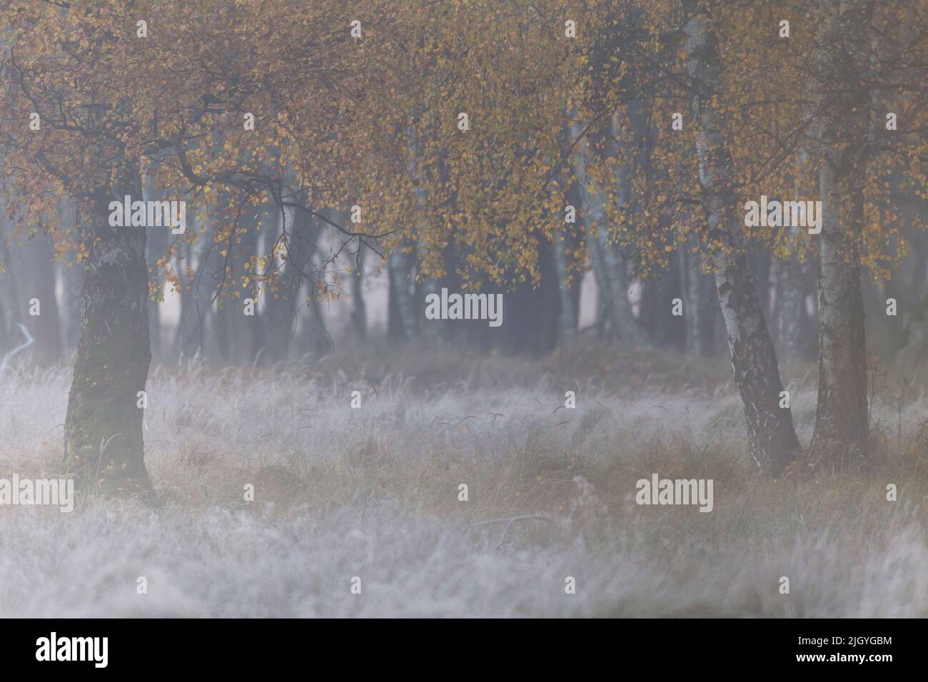 Birkenhain am Morgen im Herbst, gelbe Blätter, Reif, Bodennebel Stockfoto