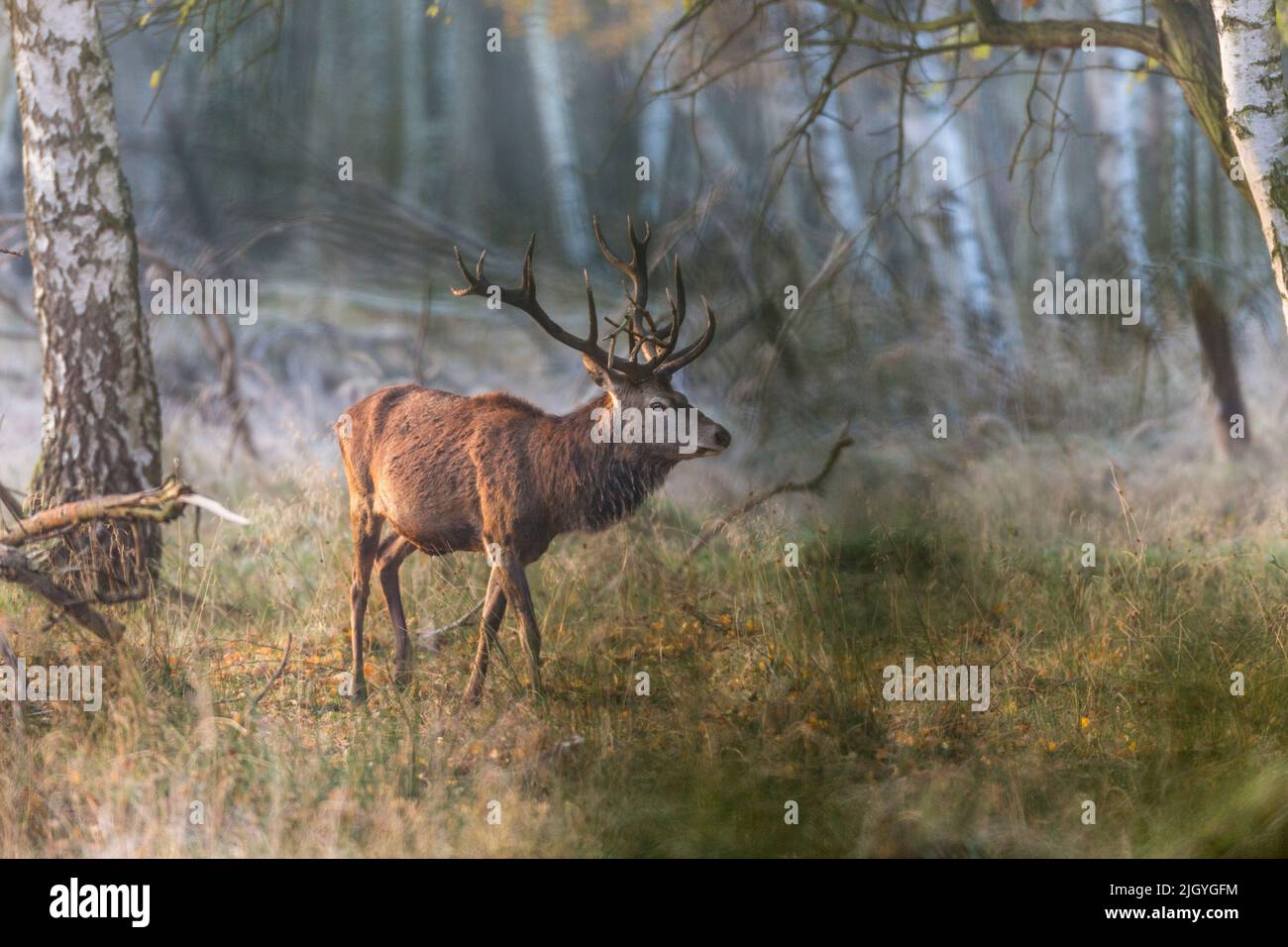 Rotwild, der an einem frühen Morgen im Herbst vor Birkenbäumen steht, Seitenansicht Stockfoto