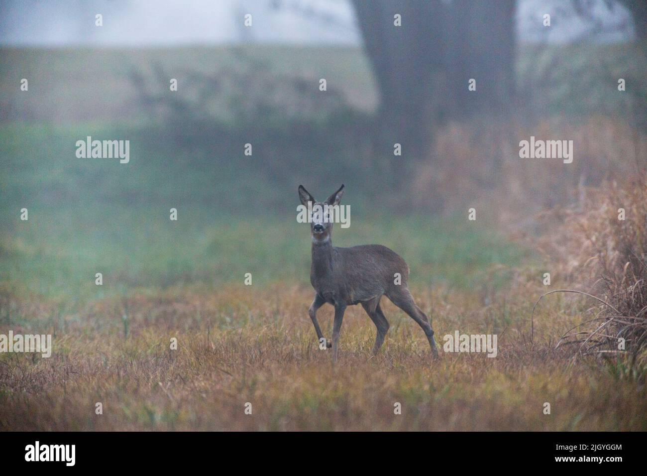 Herbstmorgen tritt ein Hirsch aus dem Schilfgürtel in eine Wiese Stockfoto