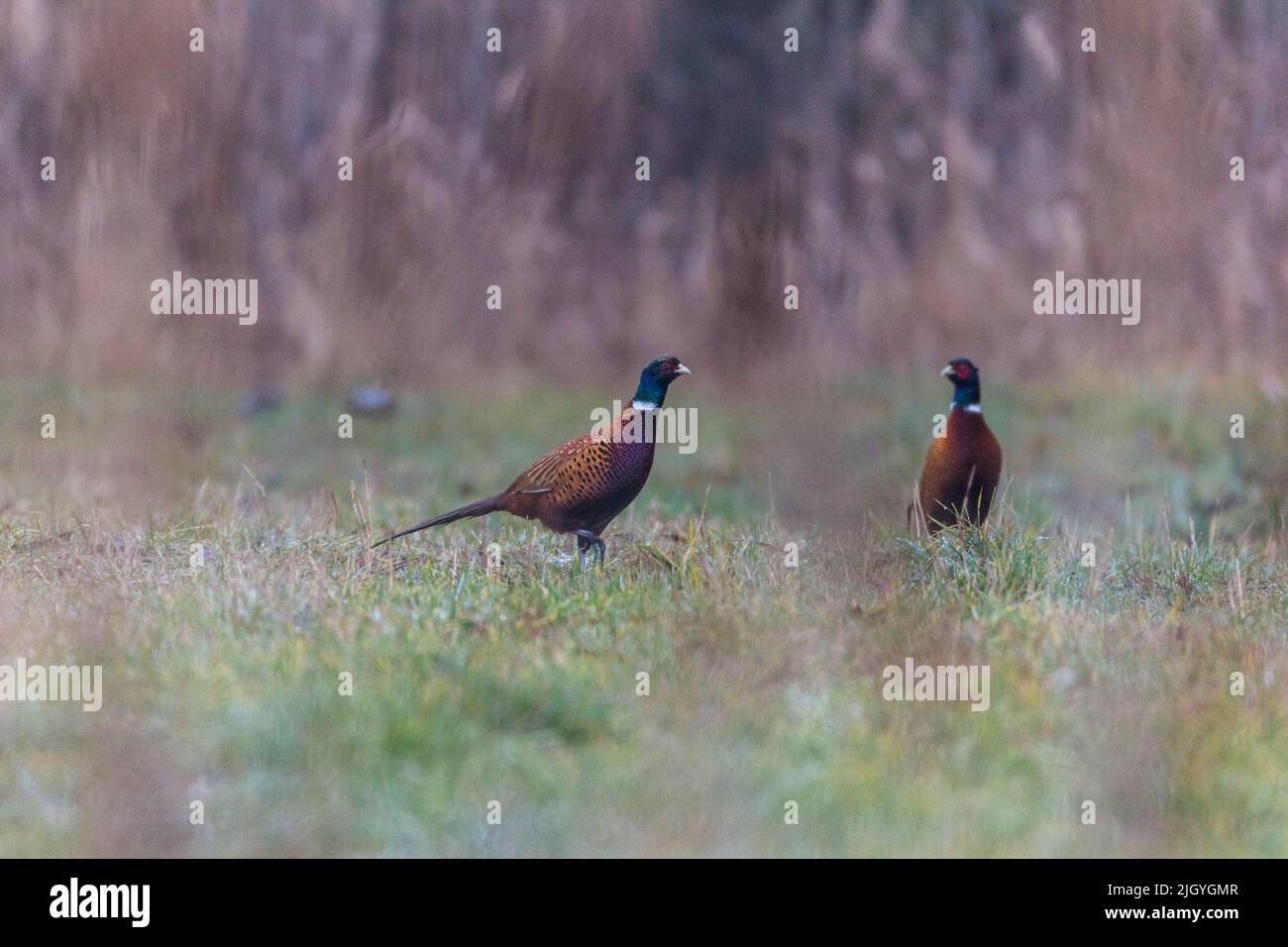 Zwei gewöhnliche Phasane auf einer Wiese Stockfoto