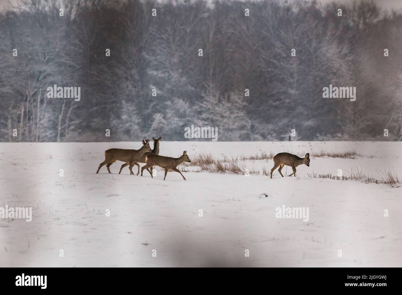 Eine Gruppe von Hirschen wechselt auf einem schneebedeckten Feld Stockfoto