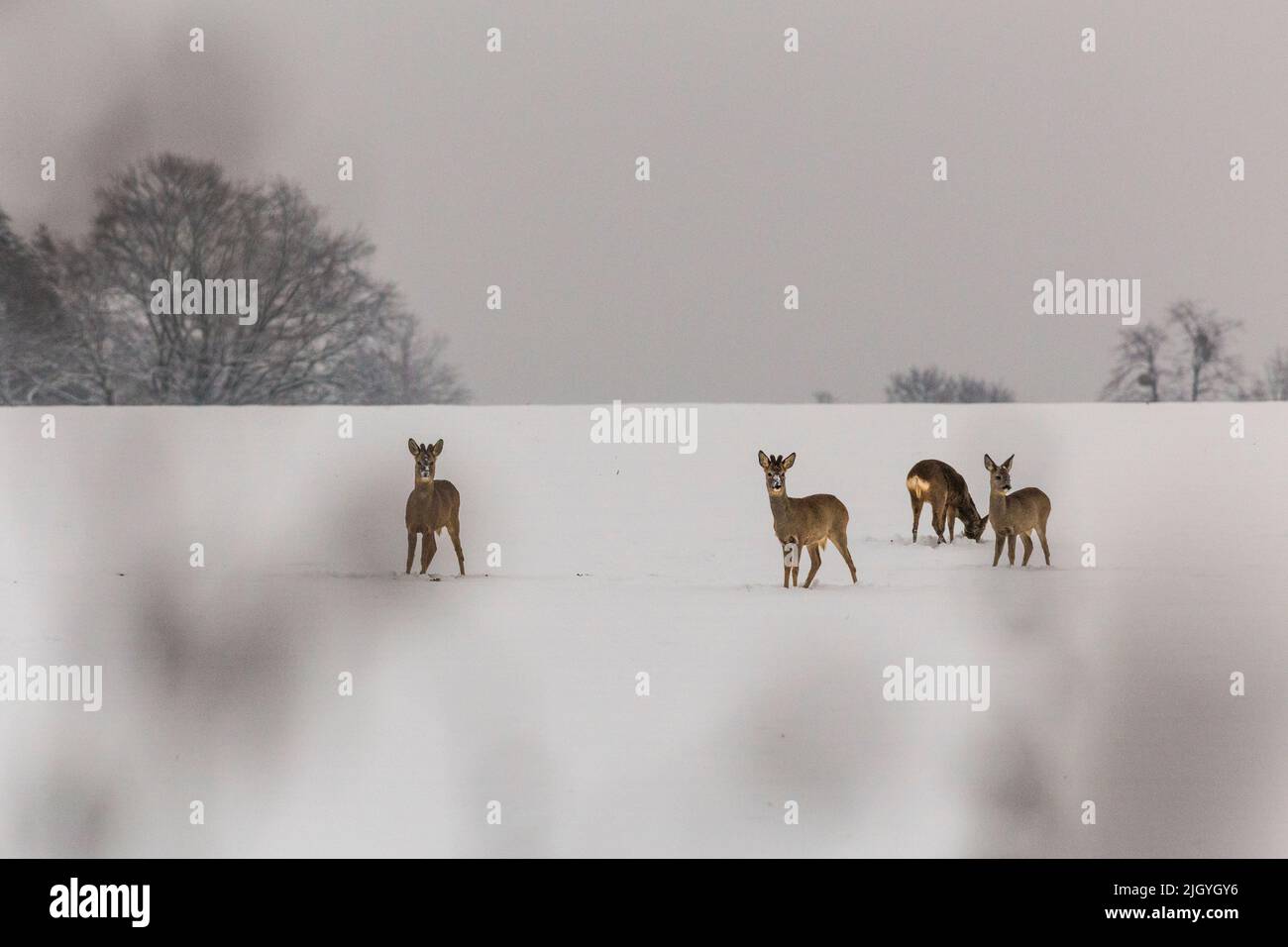 Eine Gruppe von Hirschen, die auf einem schneebedeckten Feld auf Nahrungssuche gehen Stockfoto