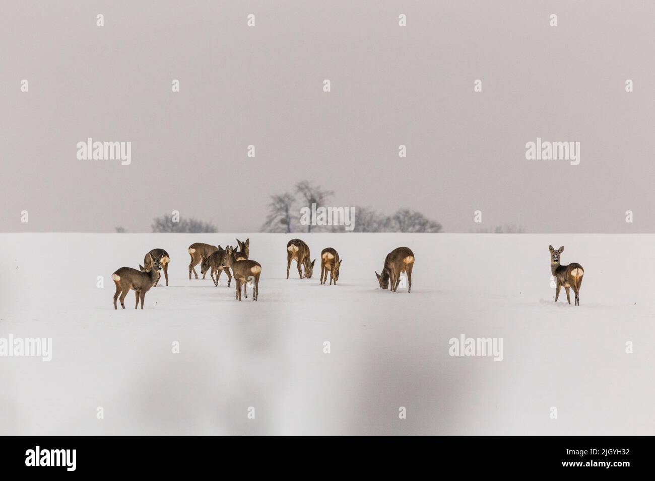 Eine Gruppe von Hirschen, die auf einem schneebedeckten Feld auf Nahrungssuche gehen Stockfoto