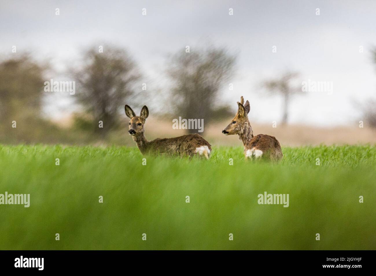 Ein Paar von zwei Hirschen in der Liebe auf einem Feld Stockfoto