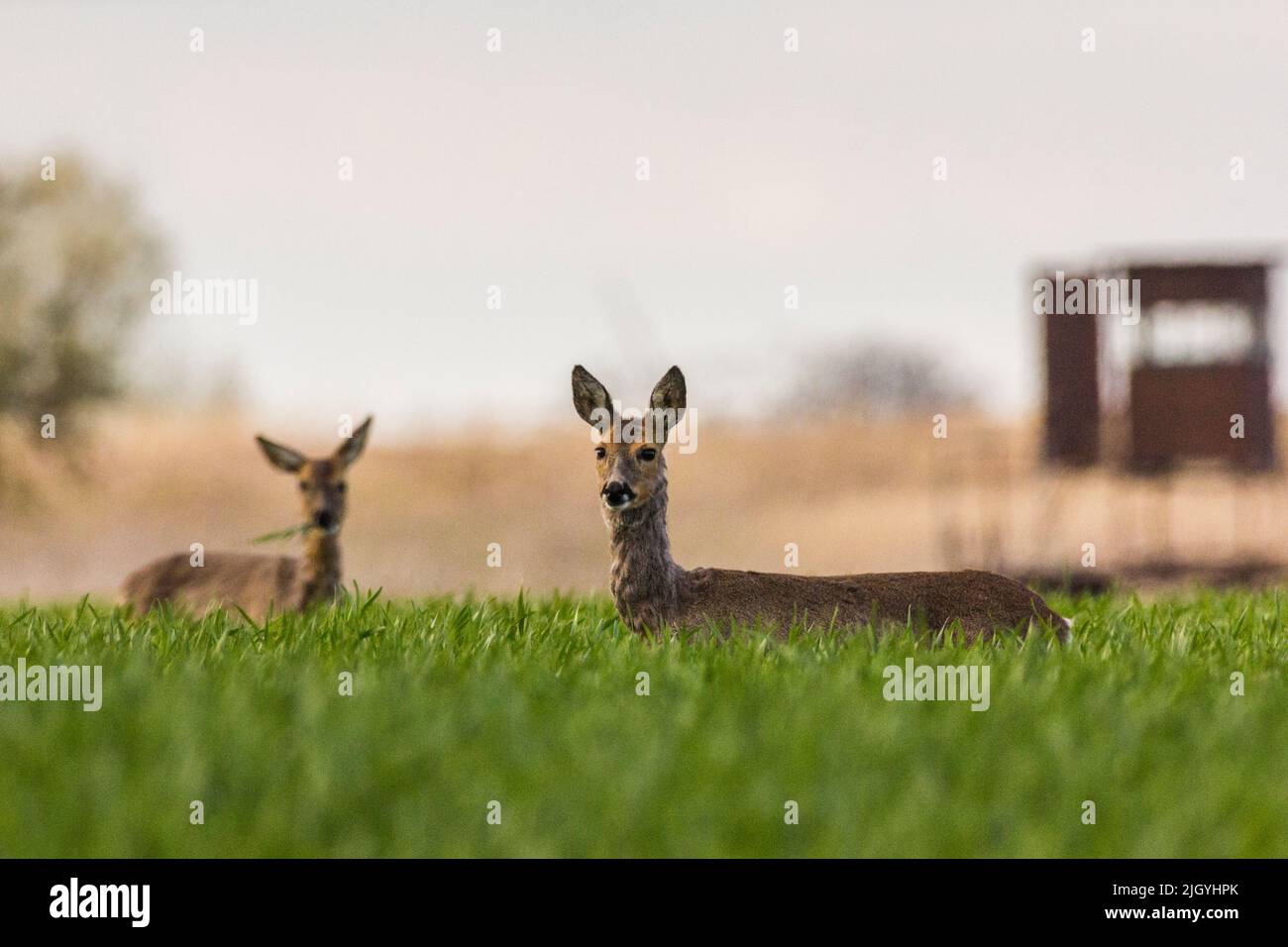 Zwei Hirsche auf einem sonnenbeschienenen Feld, die auf die Kamera schauten Stockfoto