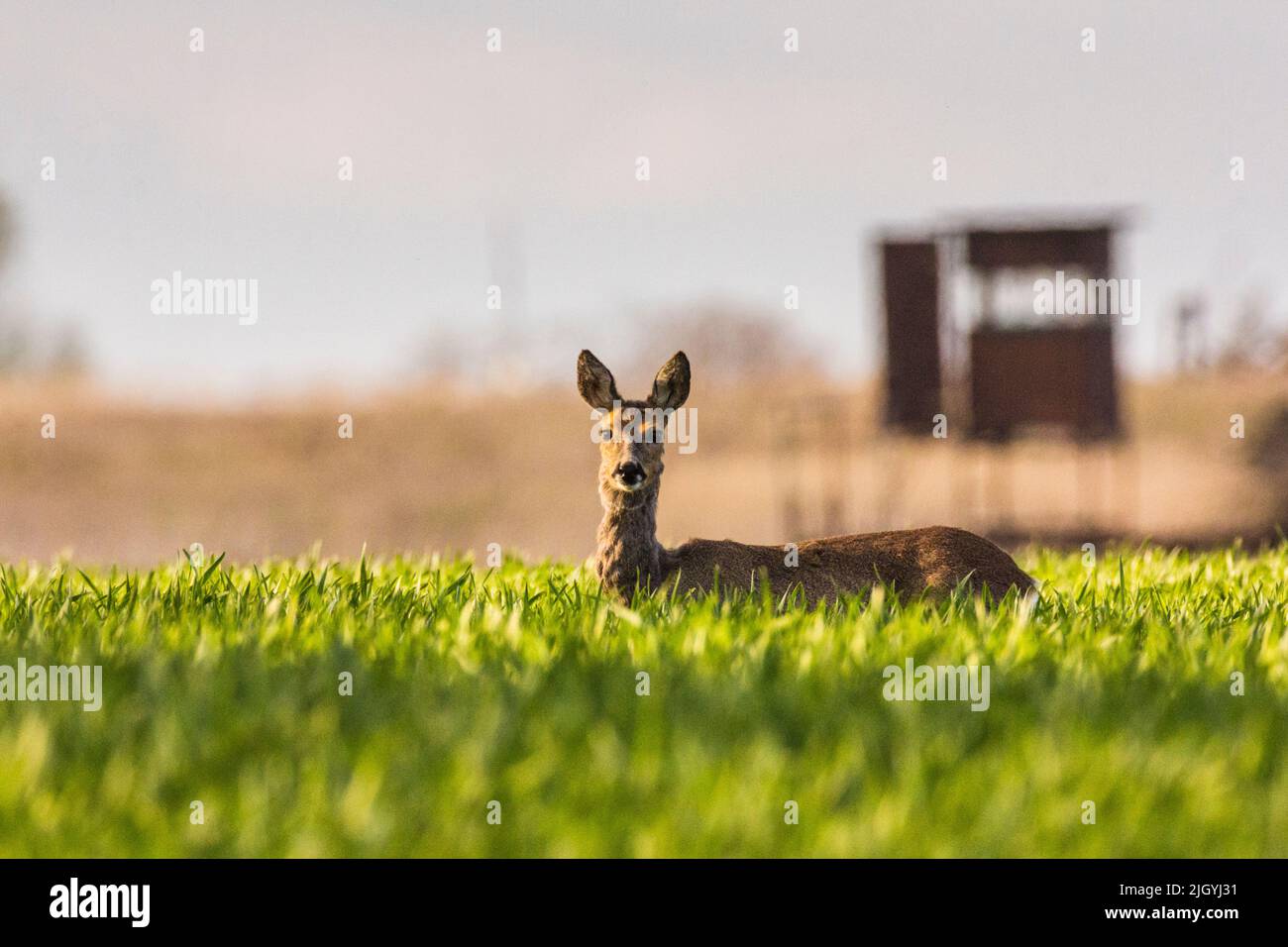 Zwei Hirsche auf einem sonnenbeschienenen Feld, die auf die Kamera schauten Stockfoto