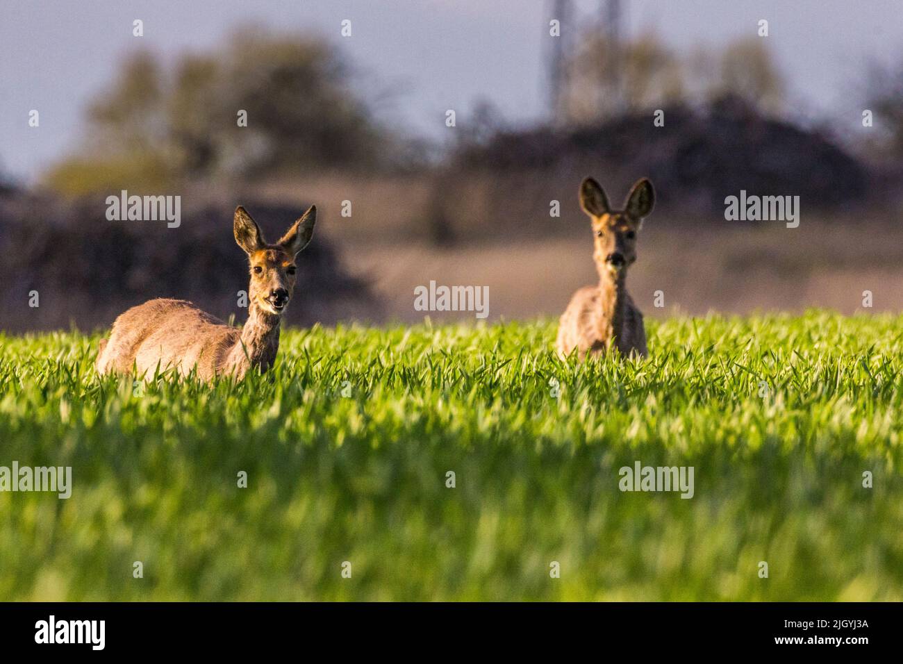 Zwei Hirsche auf einem sonnenbeschienenen Feld, die auf die Kamera schauten Stockfoto