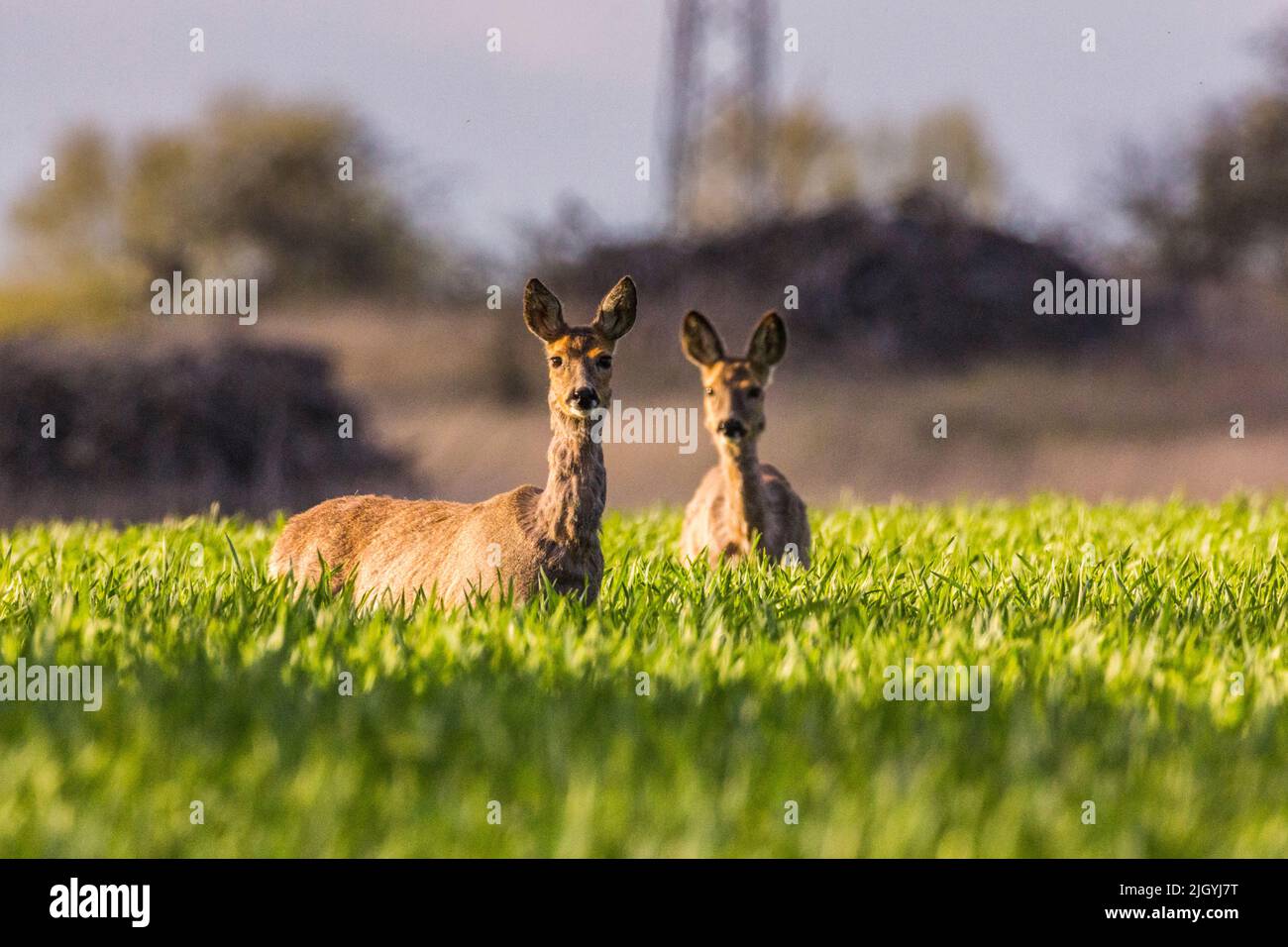 Zwei Hirsche auf einem sonnenbeschienenen Feld, die auf die Kamera schauten Stockfoto