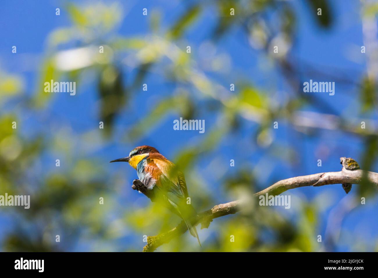 Bienenfresser auf einem Ast, Federn schimmern in der Sonne Stockfoto