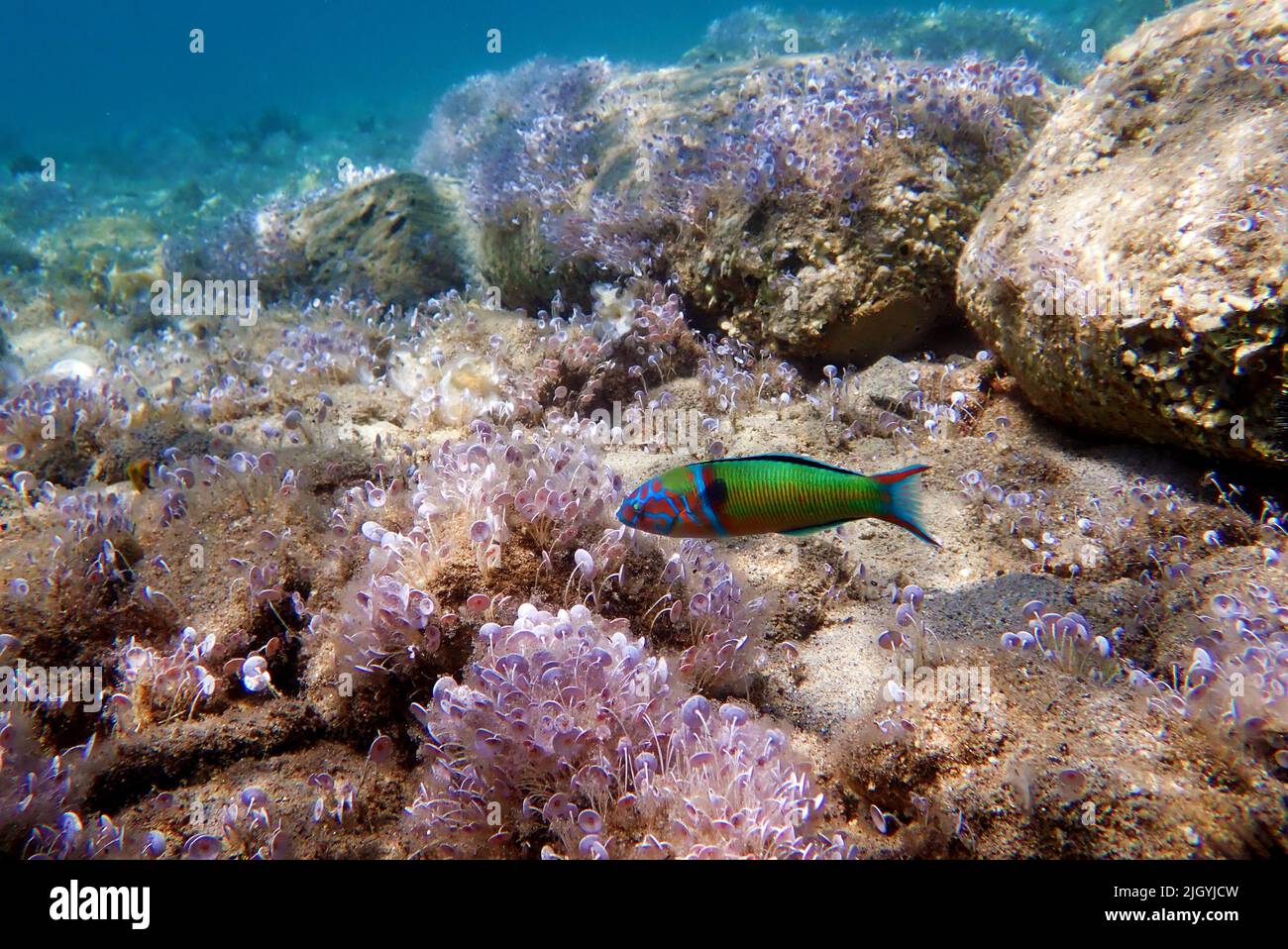 Grüner, männlicher, verzierter Lippfisch im Mittelmeer - Thalassoma pavo Stockfoto