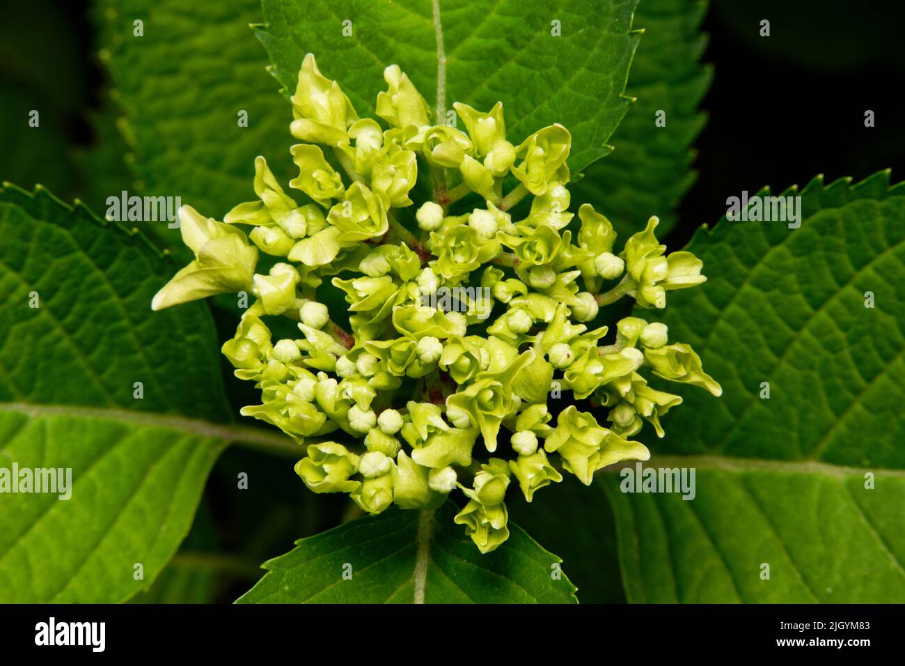 Hortensia macrophylla Nahaufnahme von Knospen und Blättern von Bigleaf Hortensien Stockfoto