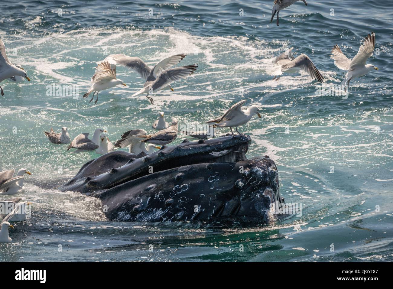 Nahaufnahme des Buckelwal-Bubble-net-Fischens vor der Küste von Cape Cod Stockfoto