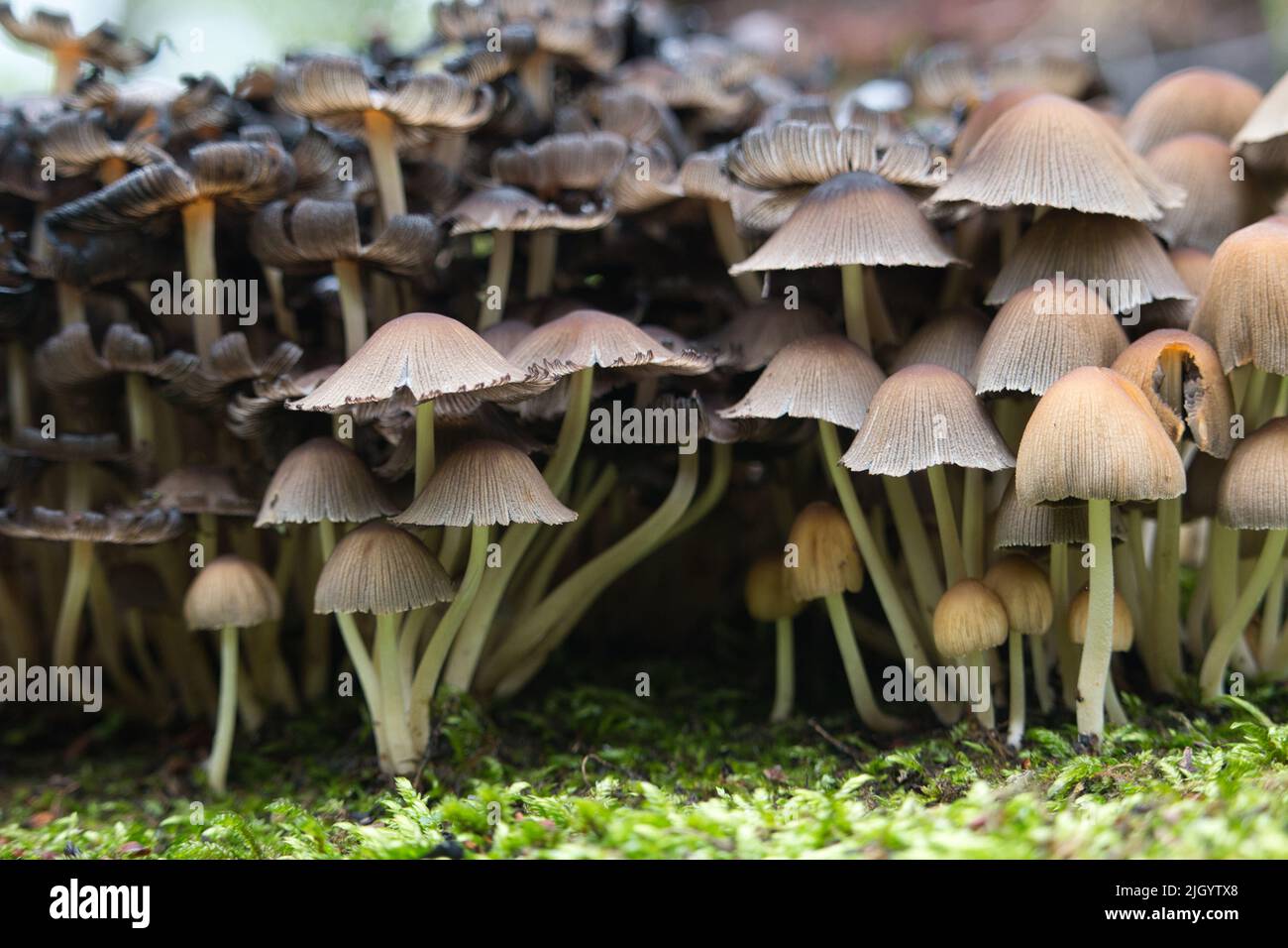 Gruppe oder kleine braune Pilze, die auf Moos wachsen Stockfoto