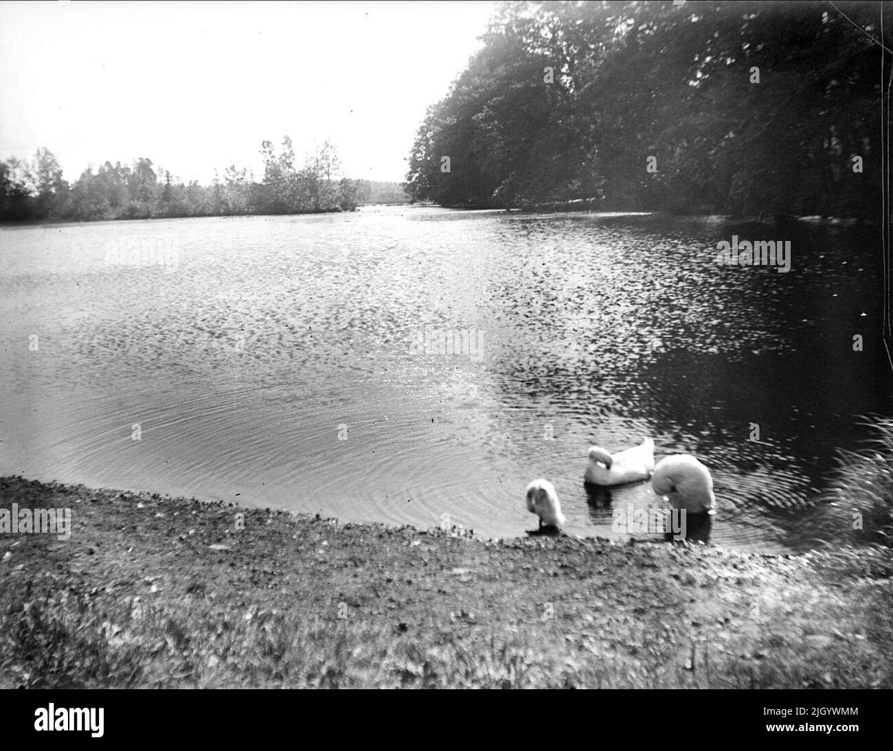 Schwäne, wahrscheinlich in Standammen, Österbybruk, Films Parish, Uppland August 1933. Schwäne, wahrscheinlich in Standammen, Österbybruk, Films Parish, Uppland August 1933 Stockfoto