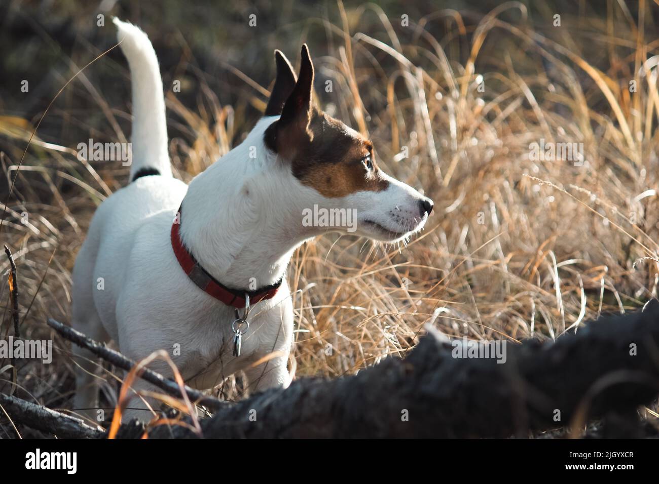 Fit junge Jack Russell Terrier Hund im hohen gelben Gras im Freien im Wald an einem November Nachmittag stehen. Stockfoto