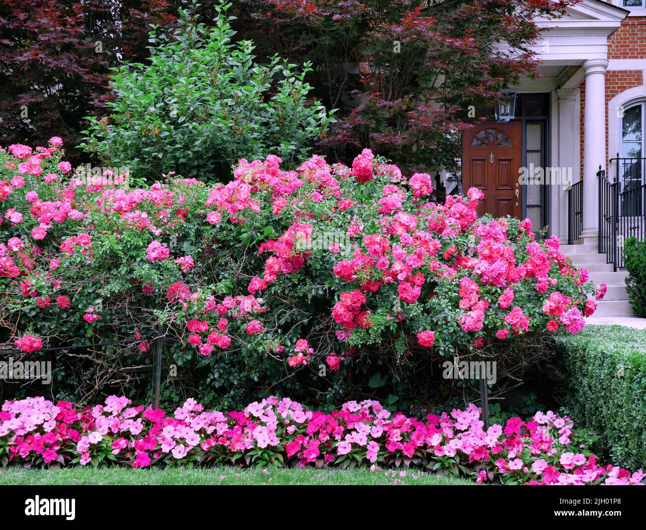 Vorgarten des Hauses mit einer Hecke von Strauchrosen als Sichtschutz Stockfoto