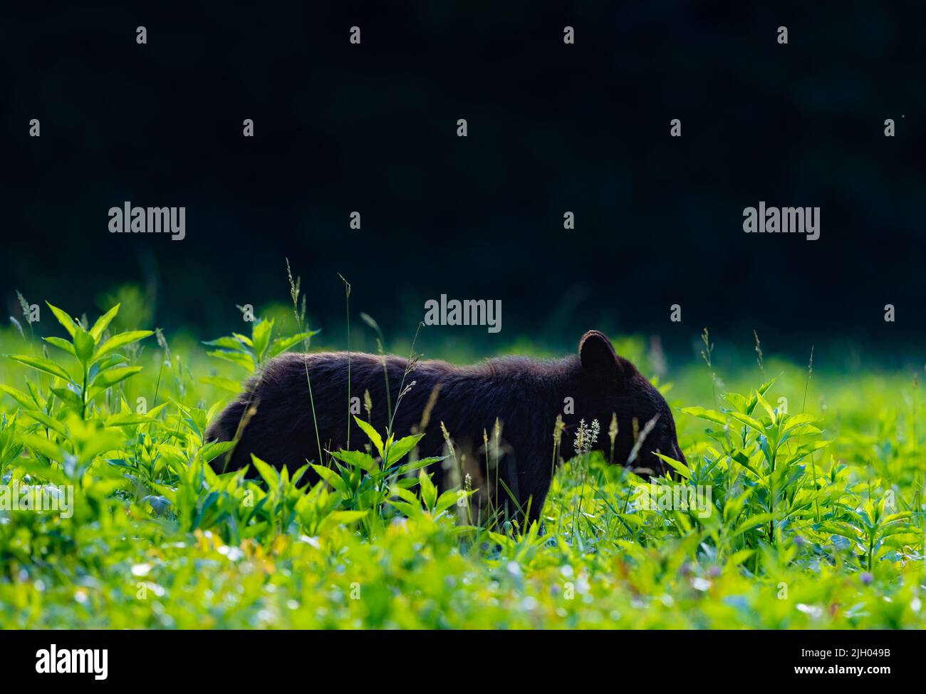 Ein flacher Fokus eines Schwarzbären aus Louisiana in einem grünen Feld Stockfoto