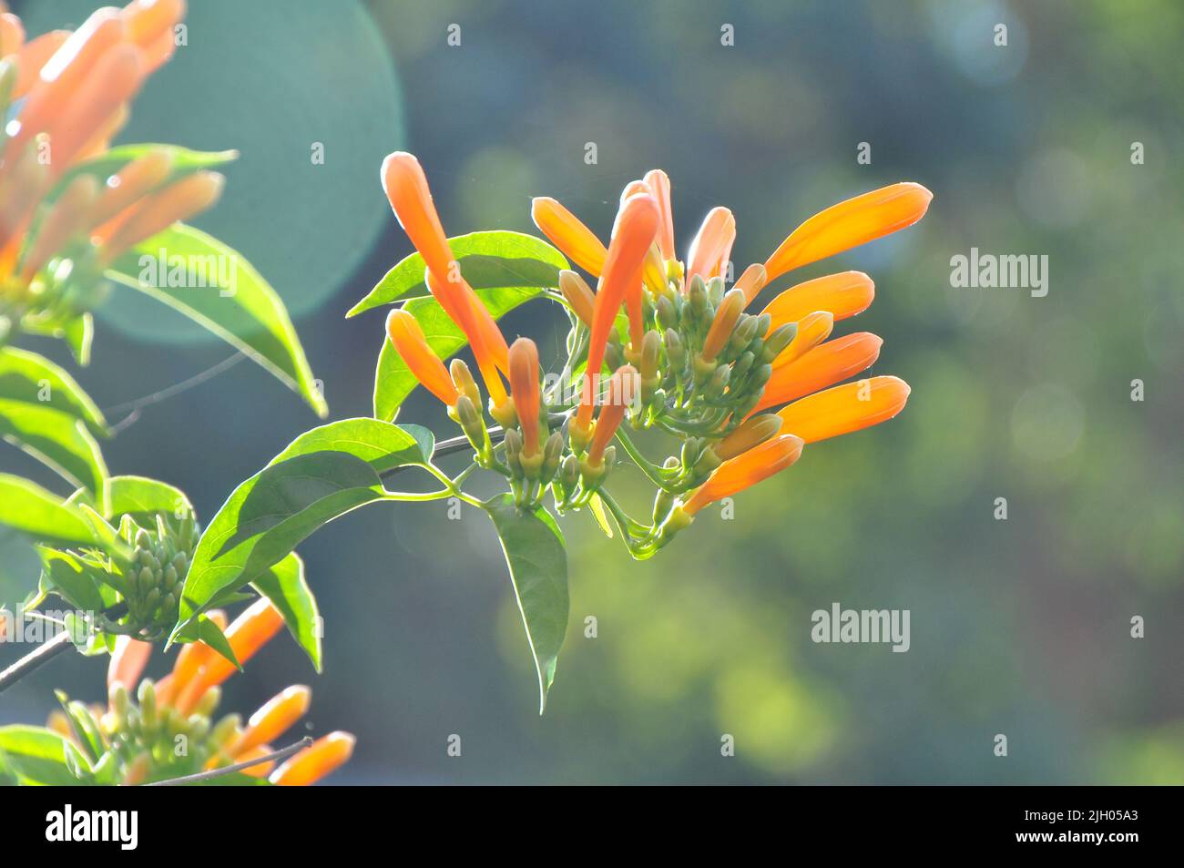 PYROSTEGIA IGNEA SYN P. IGNEA, BIGNONIA VENUSTA (FLAMMENREBE, BIGNONIA ODER ORANGE BLÜHENDE STEPHANOTIS-REBE, FLAMMENREBE) Stockfoto