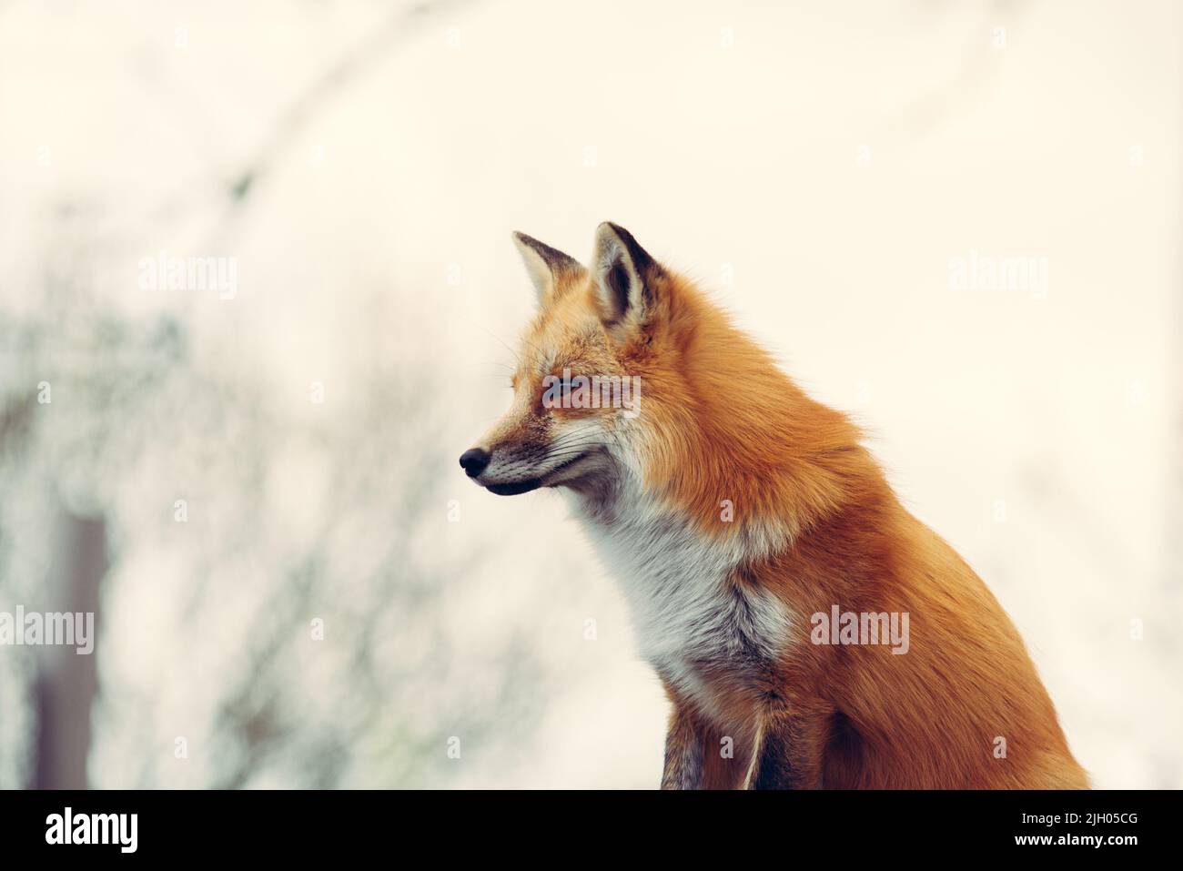 Ein wunderschöner Ingwer-Fuchs in einer weißen Weichzeichnung Stockfoto