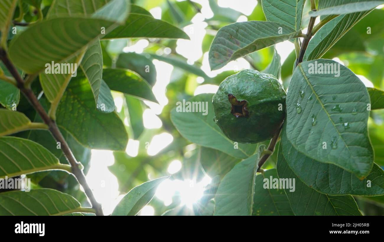 Nahaufnahme der Guava-Frucht auf dem Baum Stockfoto