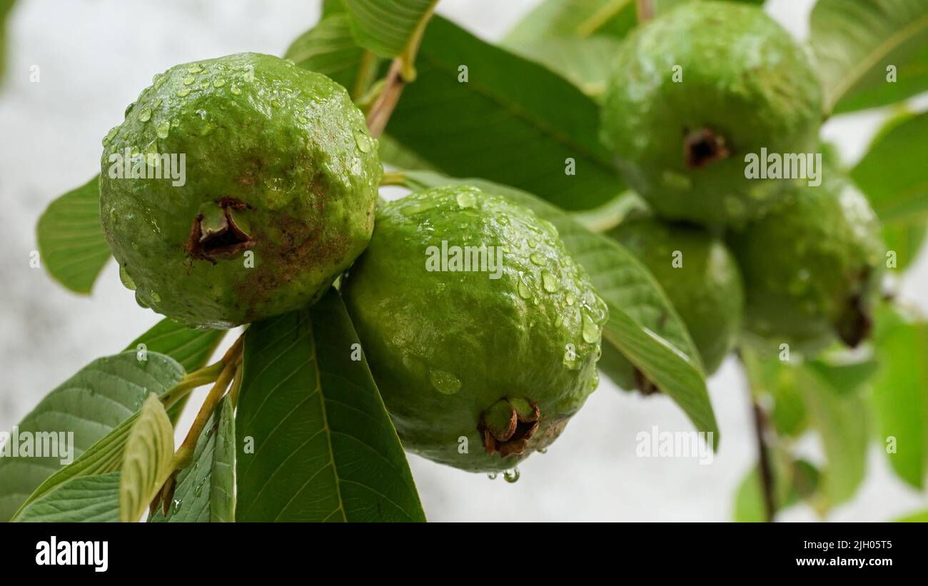 Nahaufnahme der Guava-Frucht auf dem Baum Stockfoto